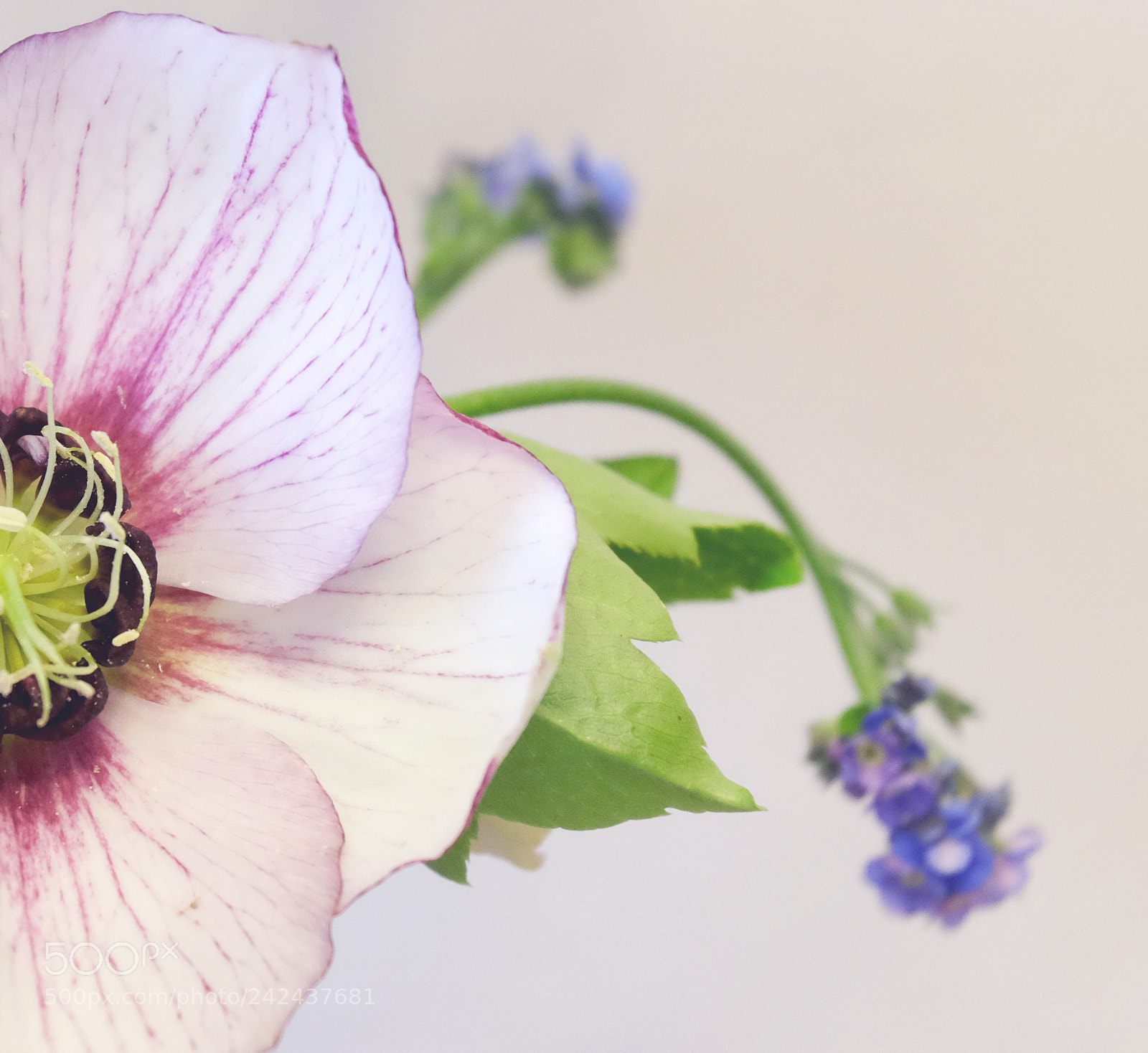 Fujifilm X-T10 sample photo. Heleborine photography