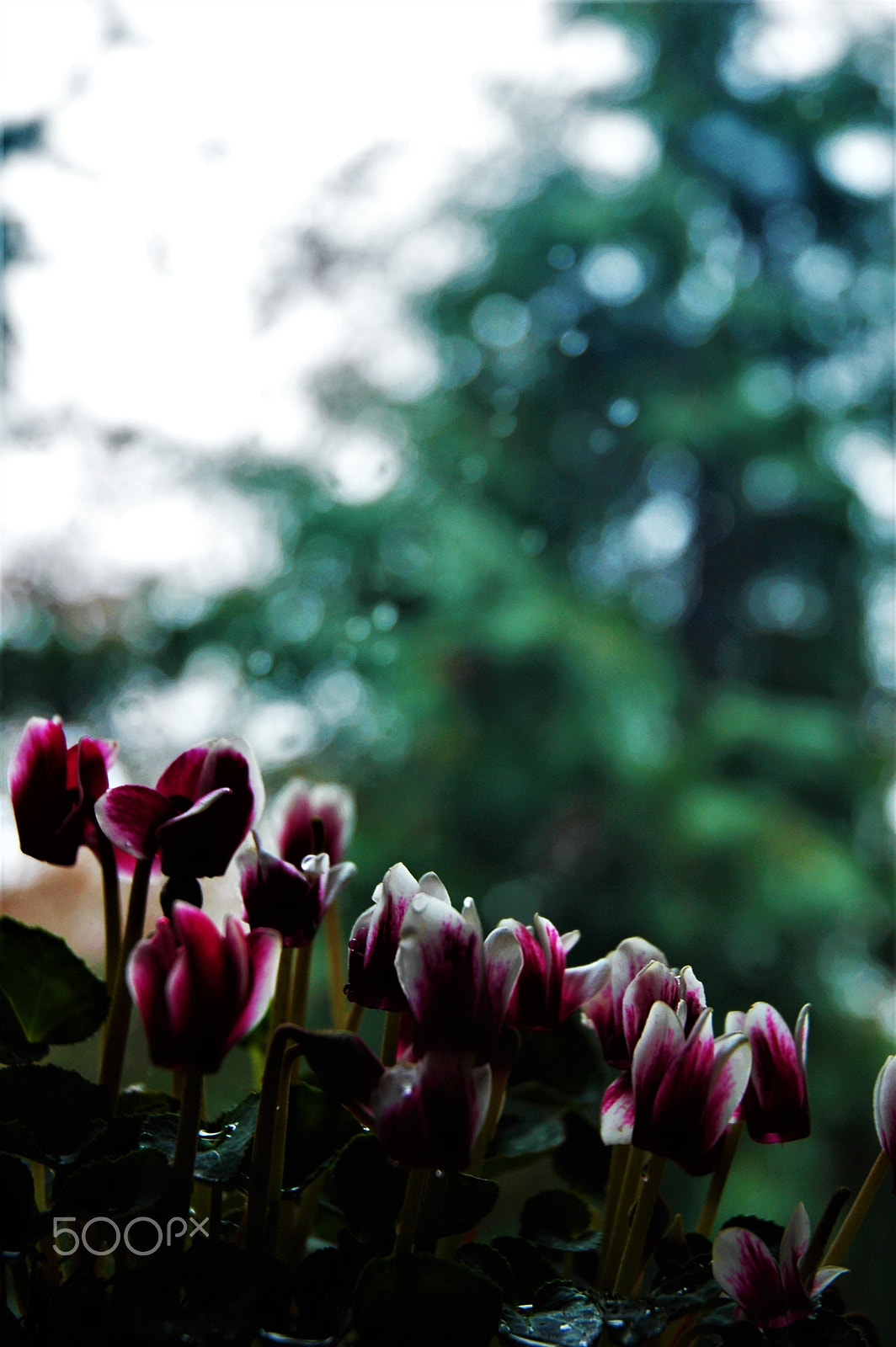 Nikon D70s sample photo. Cyclamen photography