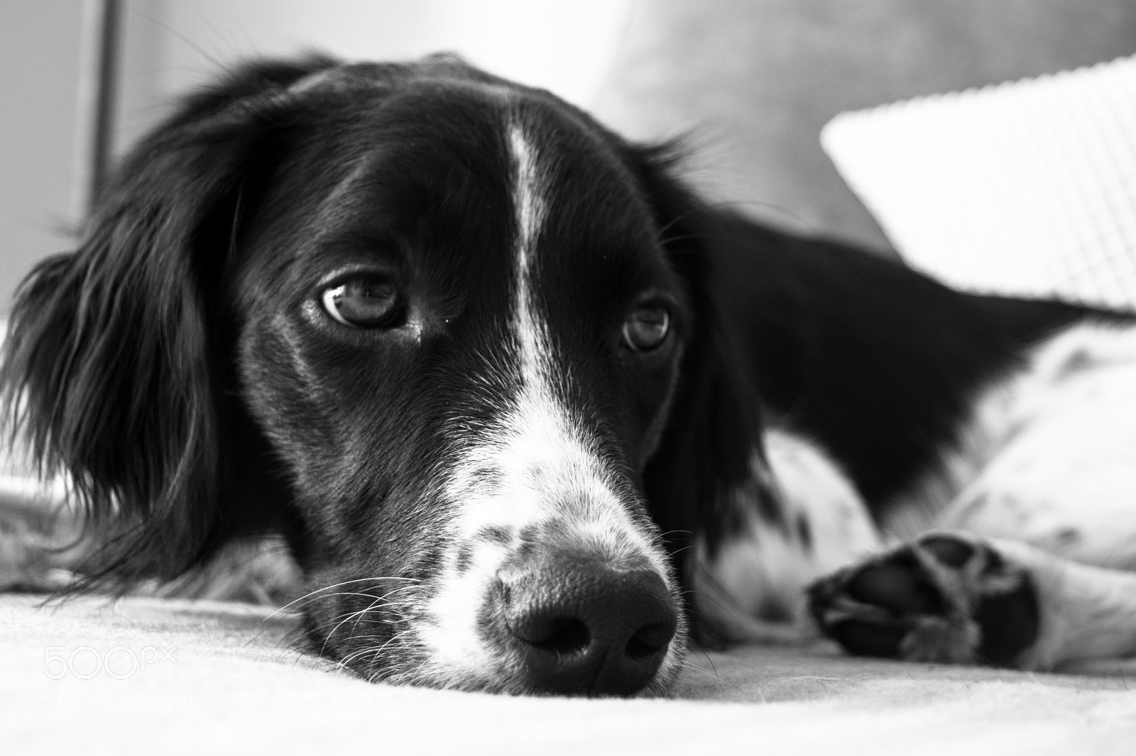 Nikon D5500 sample photo. Tired puppy photography