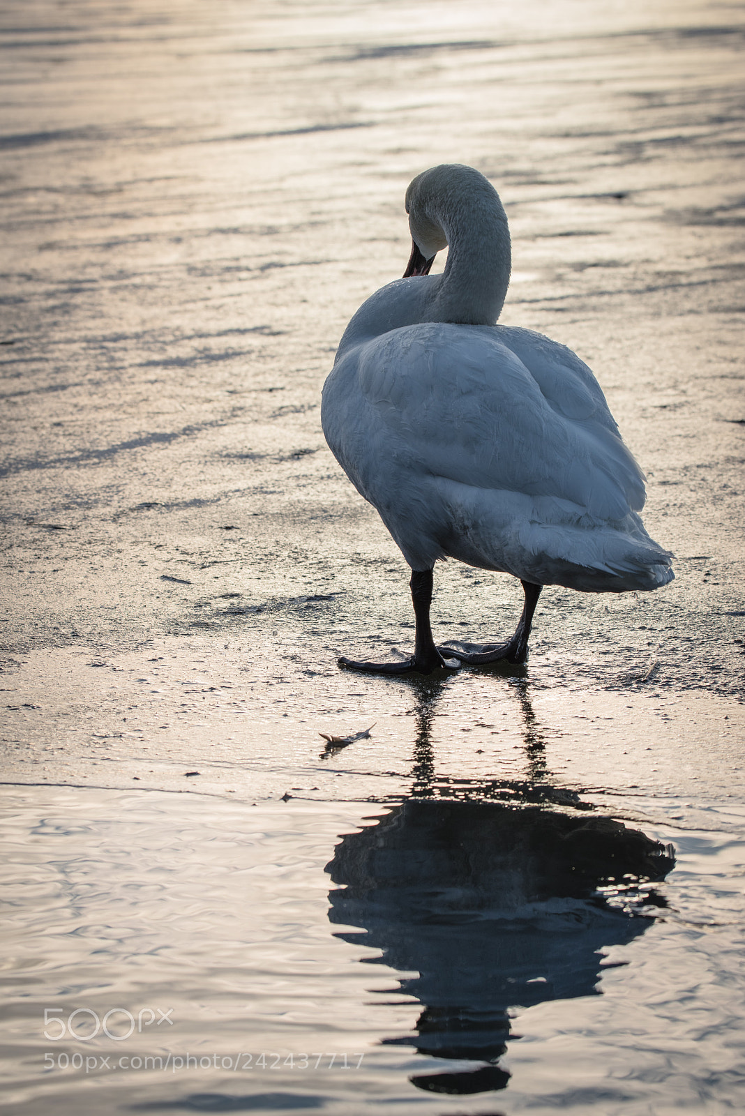 Pentax K-1 sample photo. Sunset swan photography