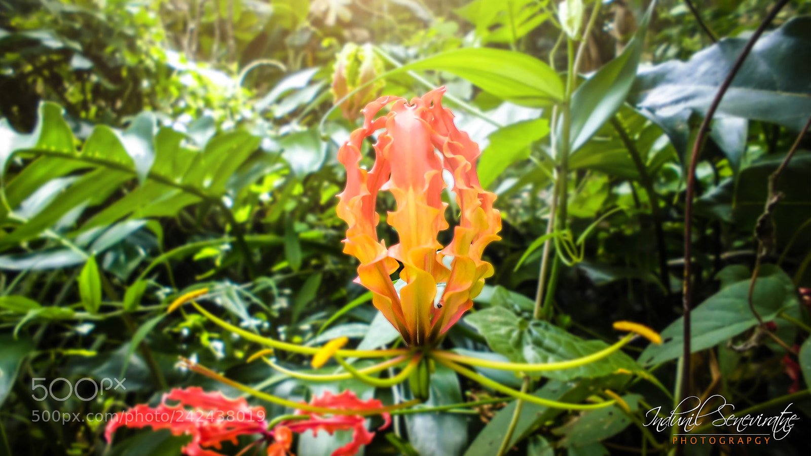 LG Nexus 5X sample photo. Glorry lilli flower photography