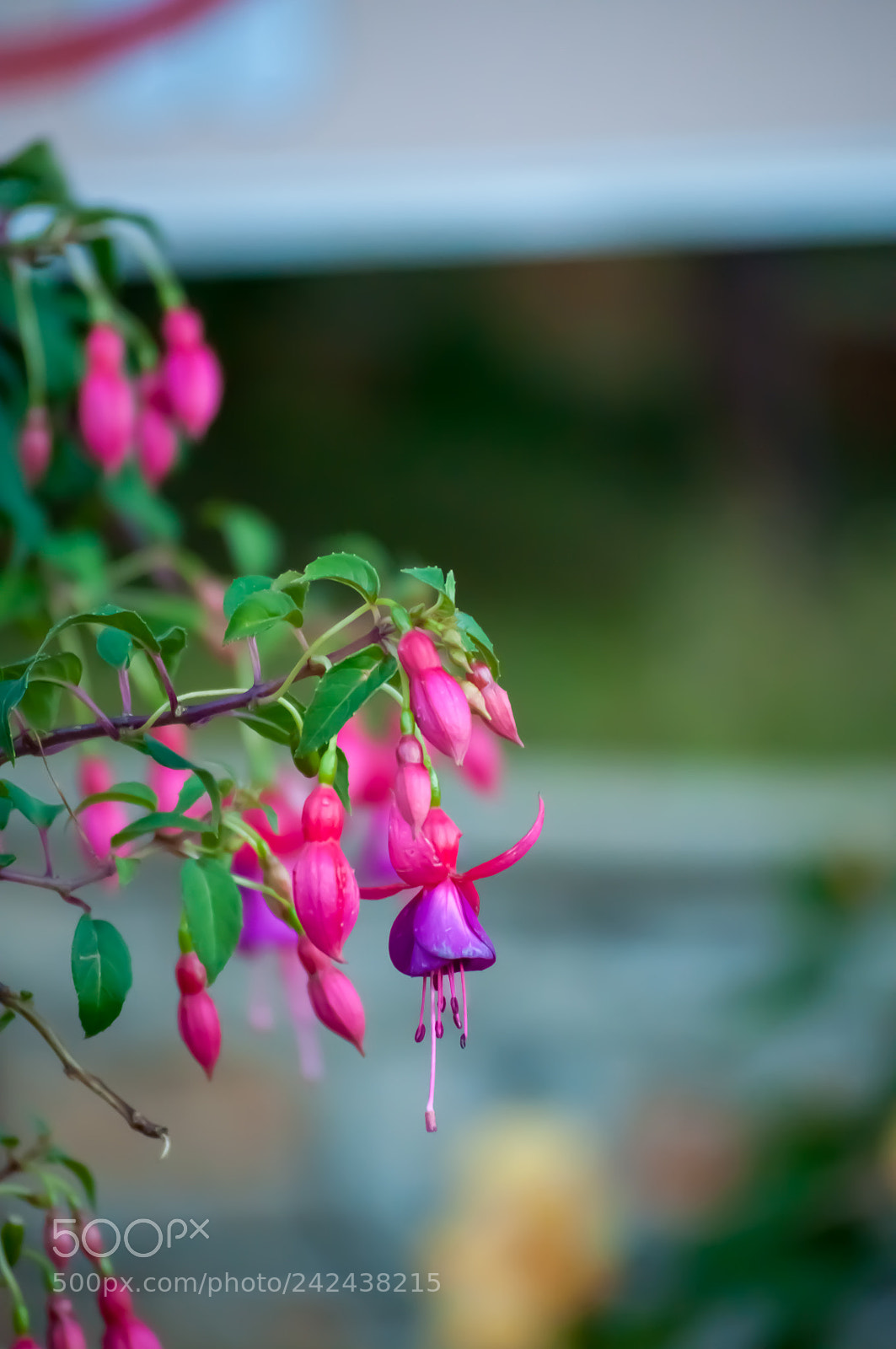 Nikon D90 sample photo. Fuchsia flower photography