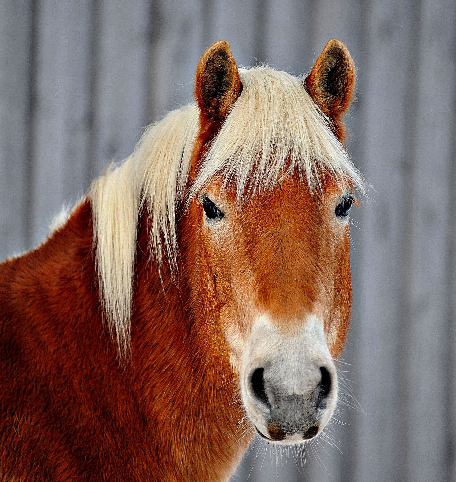 Nikon AF-Nikkor 80-200mm F2.8D ED sample photo. Haflinger photography