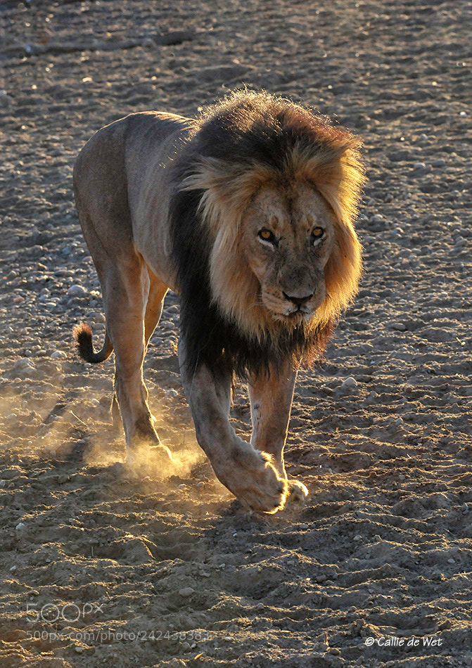 Nikon D300 sample photo. Lion 1/7 photography