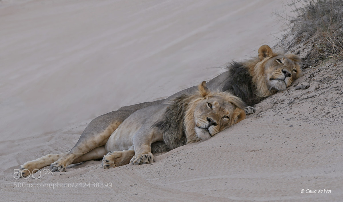 Nikon D300 sample photo. Lion brothers resting 6/7 photography