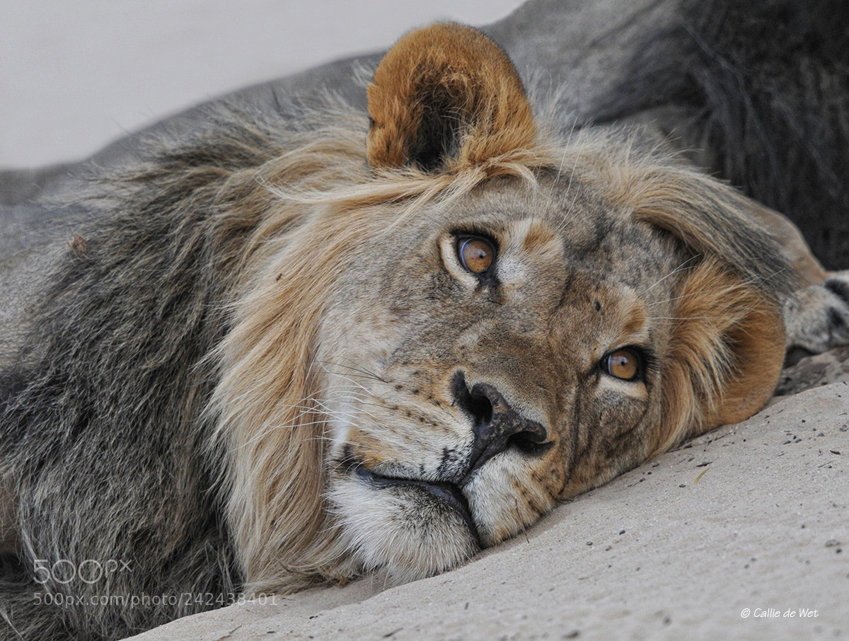 Nikon D300S sample photo. Lion  eye to eye 5/7 photography