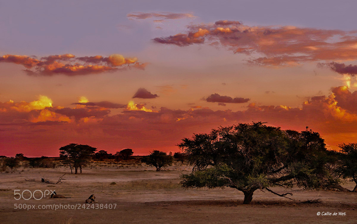Nikon D300 sample photo. Lion sunset, nossob  4/7 photography