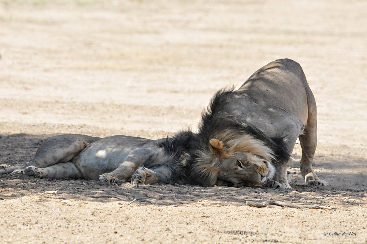 Nikon D300S sample photo. Lion 3/7 photography