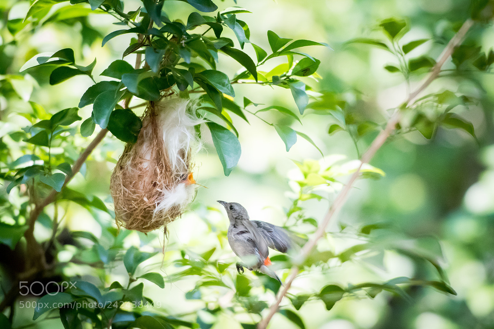 Nikon D500 sample photo. Mother is coming photography