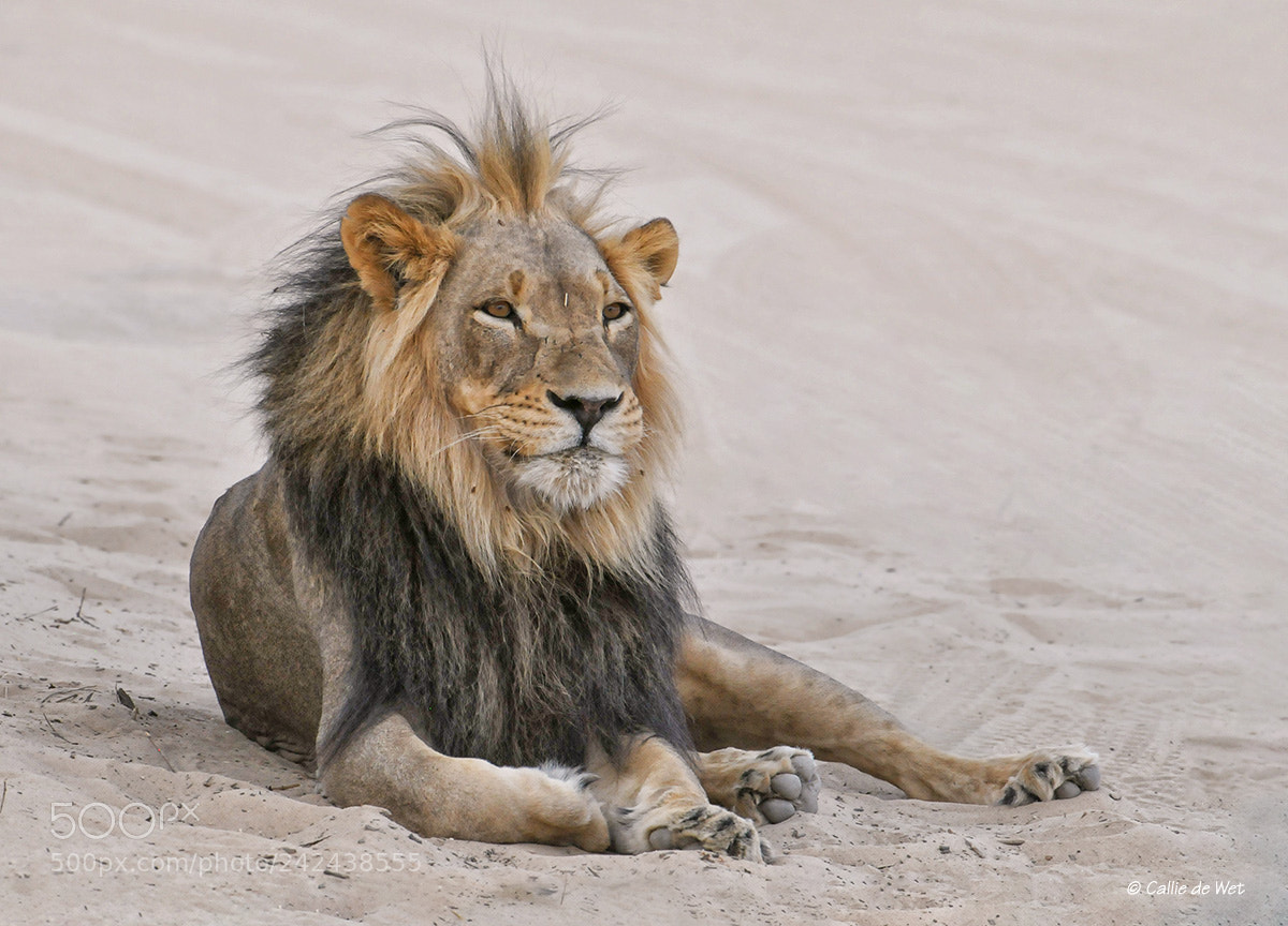 Nikon D300 sample photo. Lion 2/7 photography