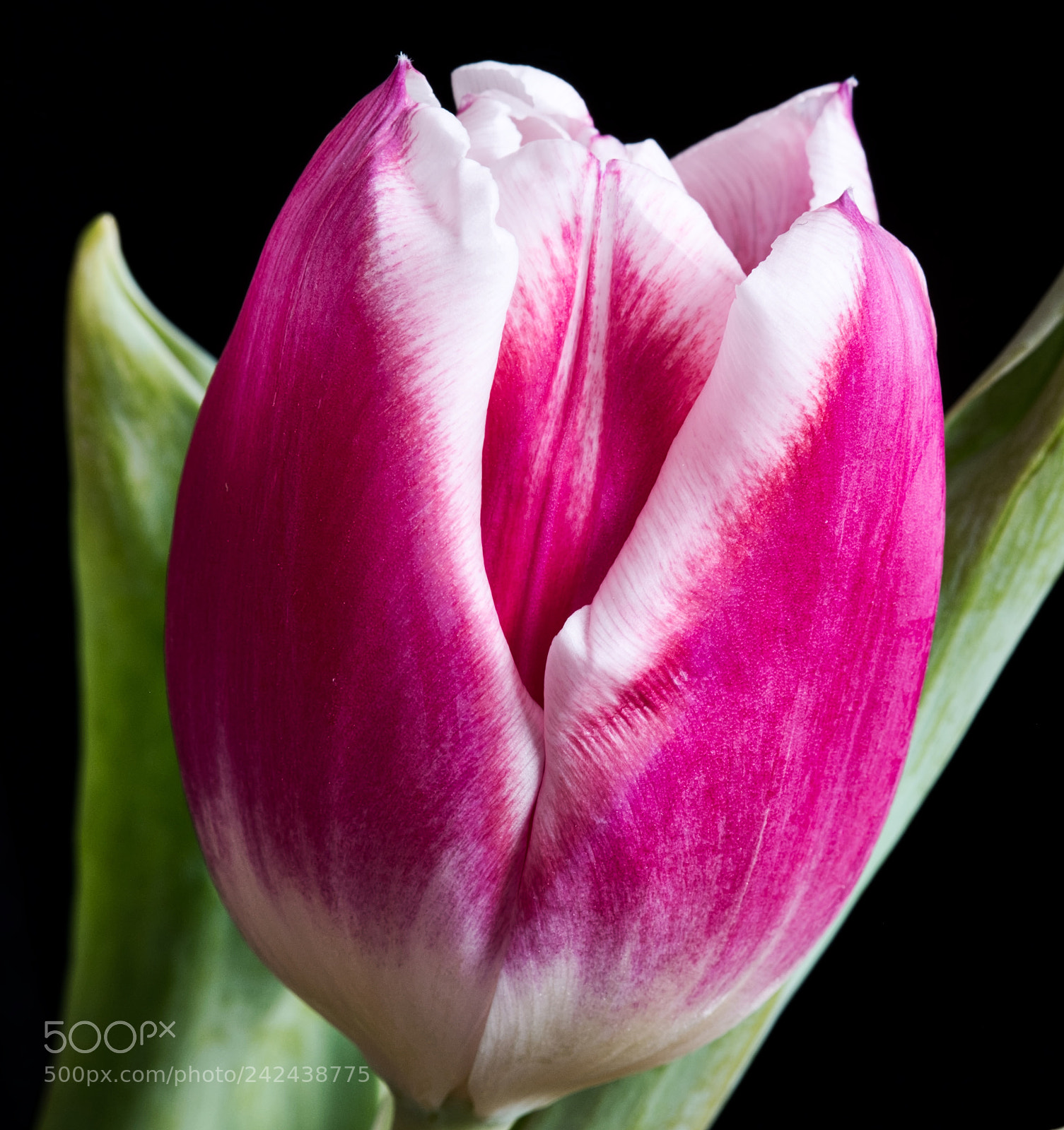 Fujifilm X-Pro2 sample photo. Tulip photography