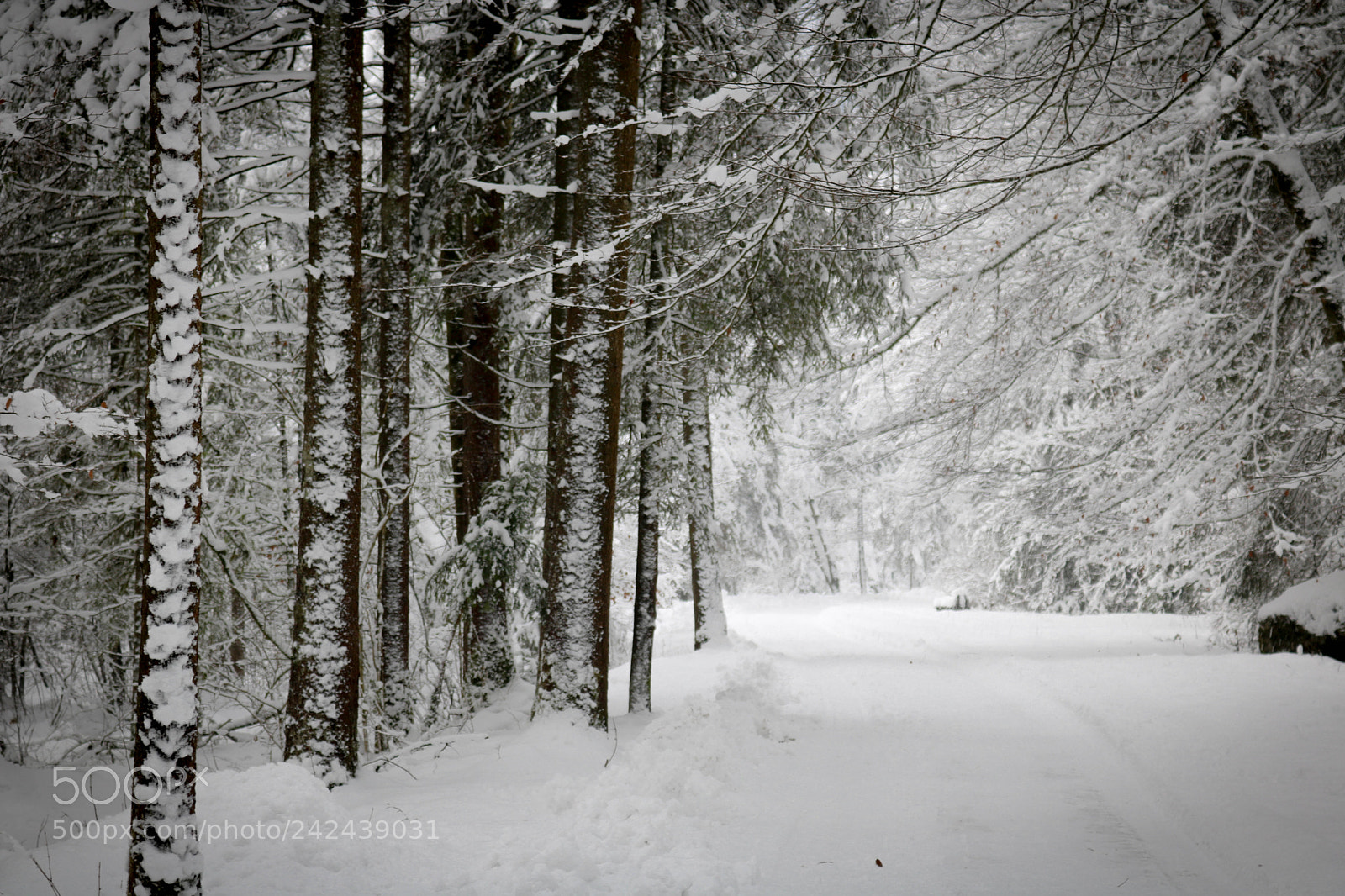 Canon EOS 750D (EOS Rebel T6i / EOS Kiss X8i) sample photo. Verschneiter wald... photography