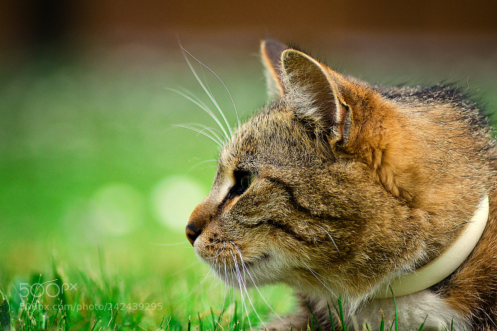 Nikon D3100 sample photo. Cat's head detail photography