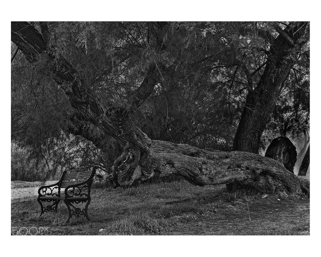 Nikon D90 sample photo. Arbol photography
