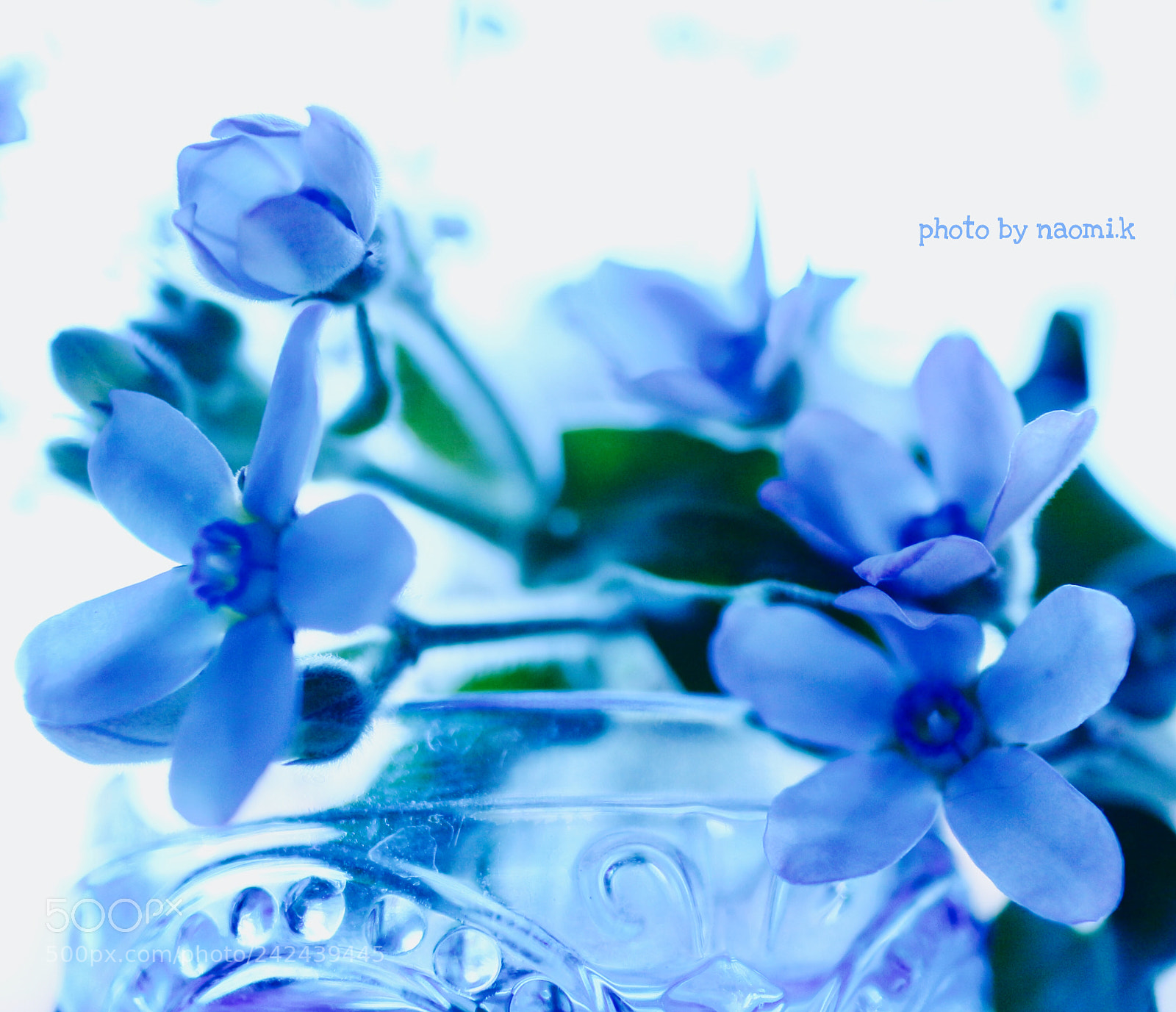 Canon EOS M10 sample photo. Bluestar photography