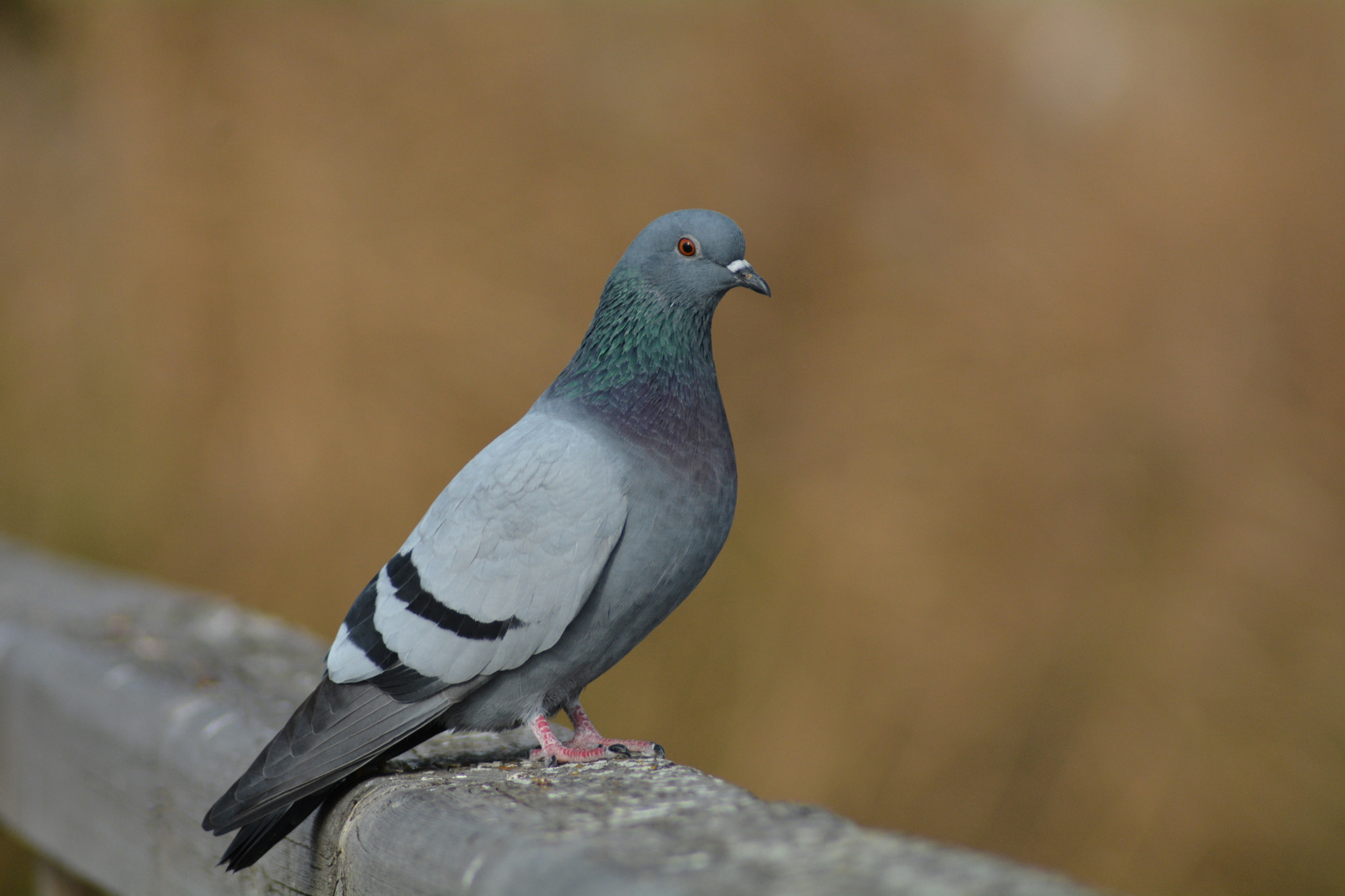 Nikon AF Nikkor 70-300mm F4-5.6G sample photo. Peace ! photography
