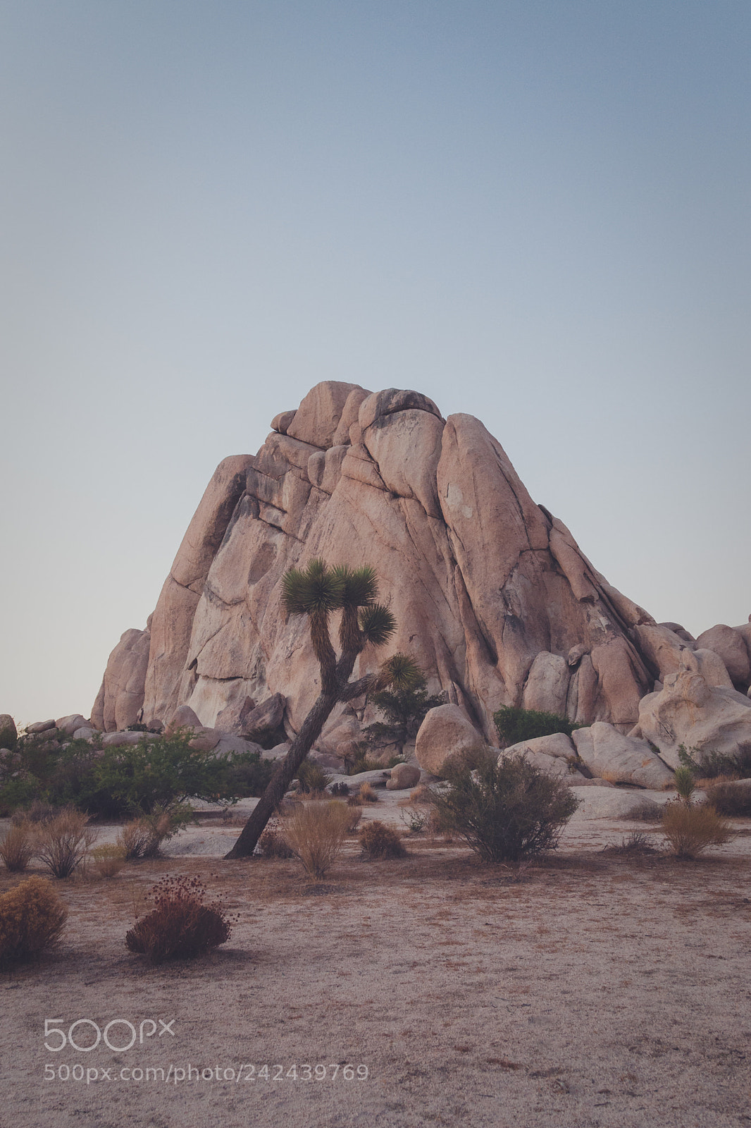 Nikon D90 sample photo. Rock formation and tree photography