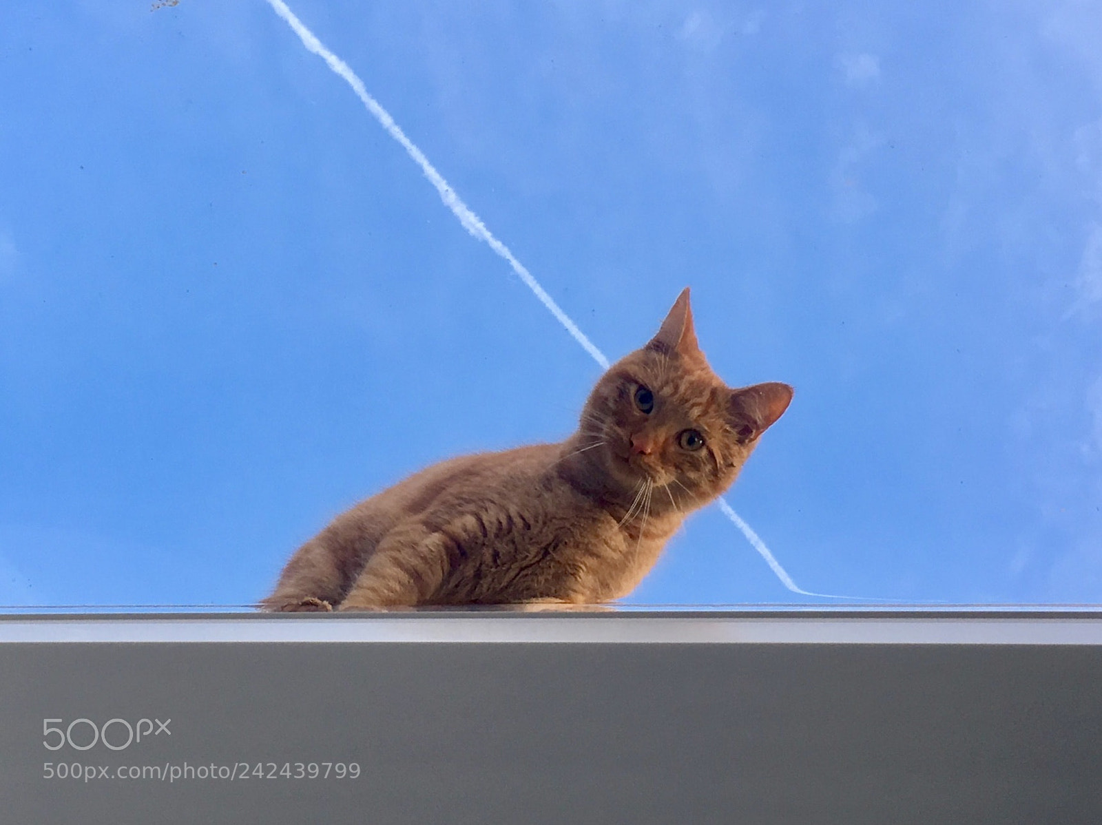 Apple iPhone SE sample photo. #cat #fons #sky photography