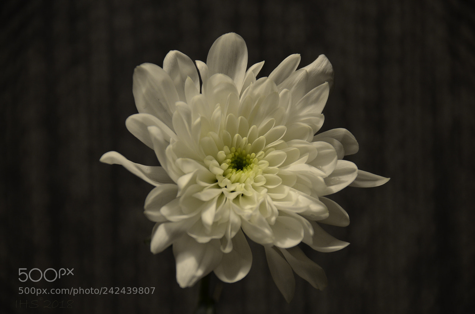 Nikon D5100 sample photo. Flower photography