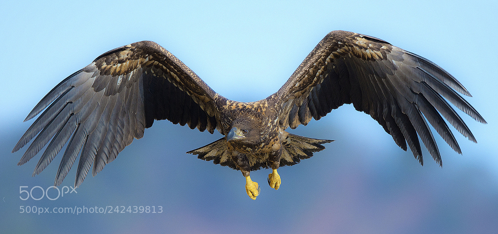 Nikon D4 sample photo. A frontal attack  흰꼬리수리 photography