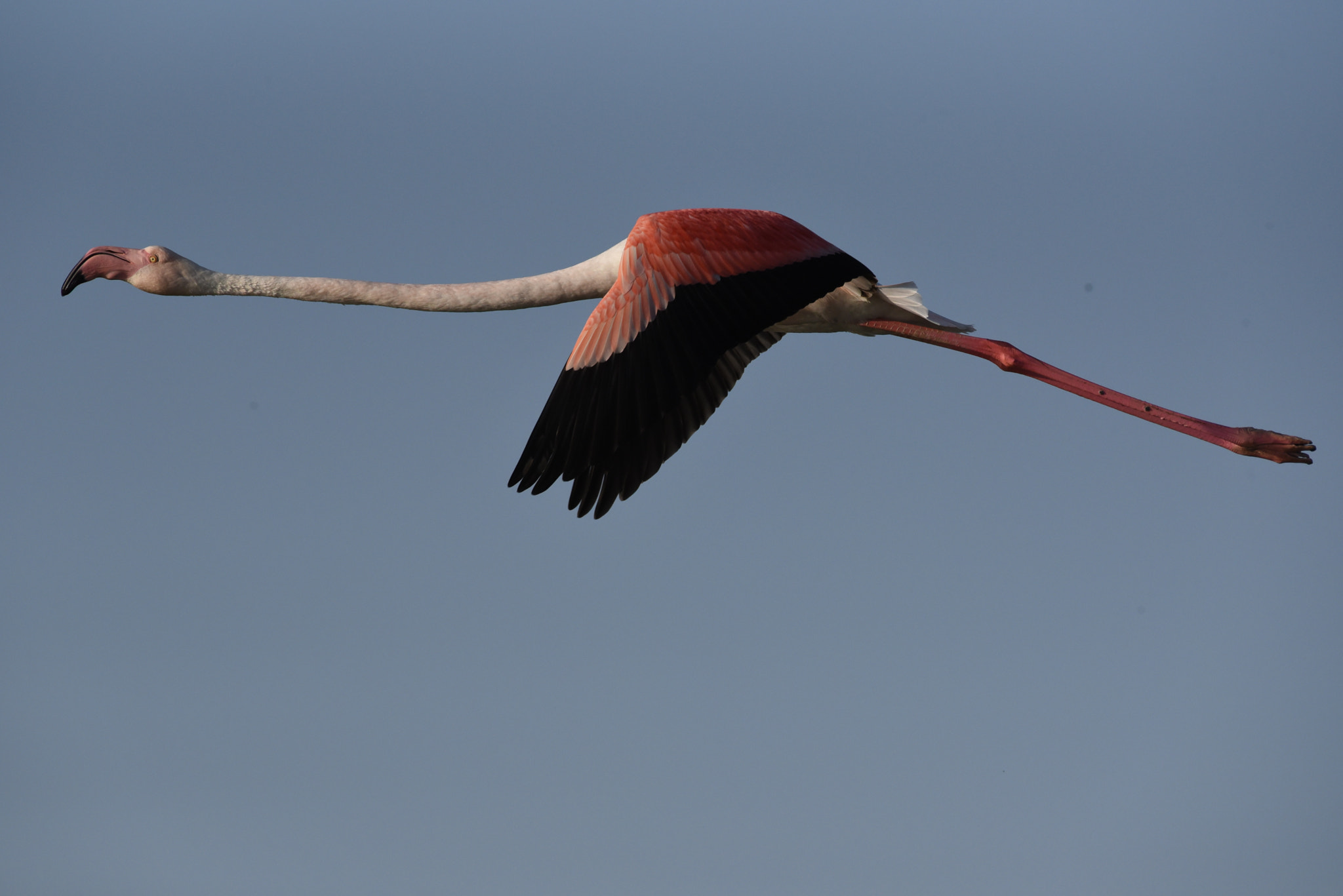 Nikon AF-S Nikkor 200-500mm F5.6E ED VR sample photo. In flight photography