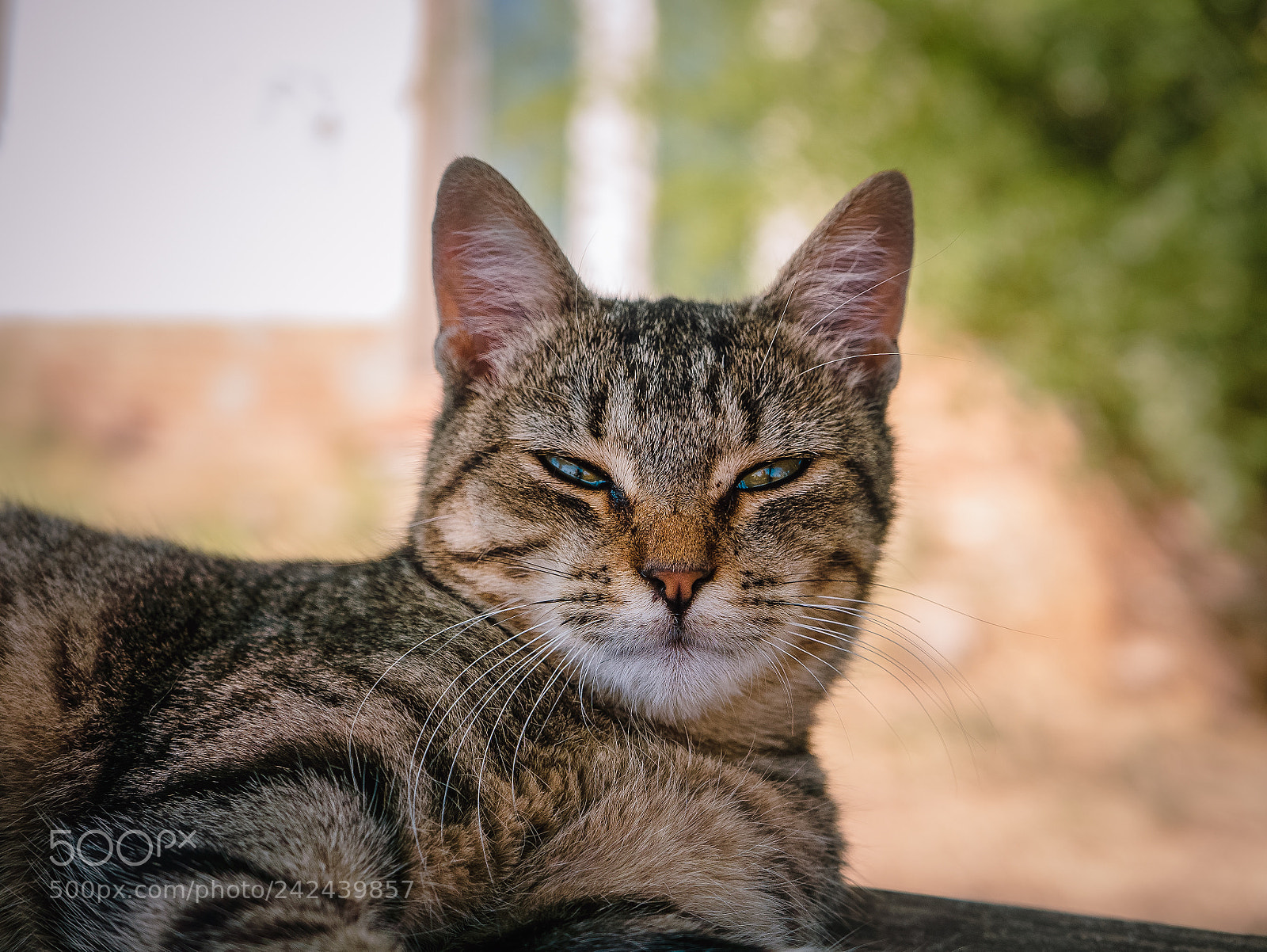 Panasonic Lumix DMC-LX100 sample photo. Cat photography