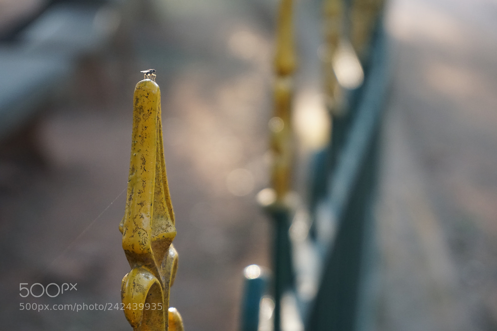 Sony a6300 sample photo. Insect at public park photography