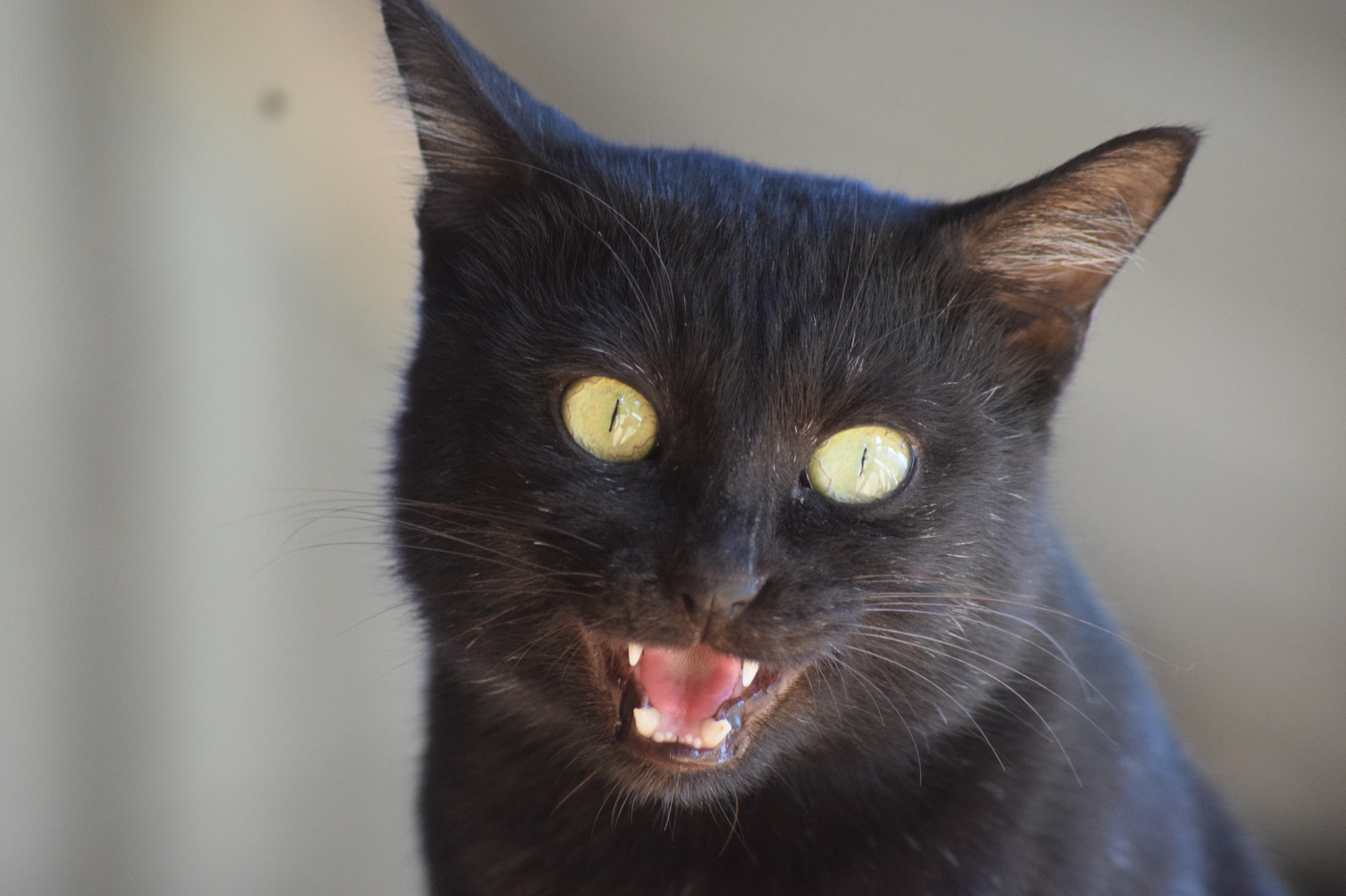 Sigma 70-300mm F4-5.6 APO DG Macro sample photo. Black cat photography