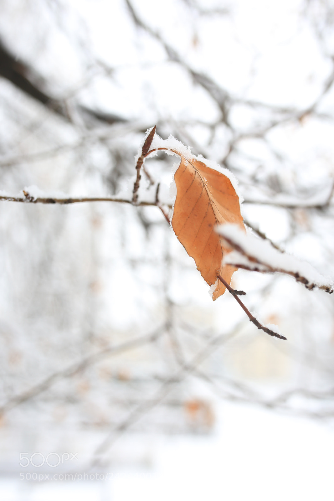 Sigma 35mm F1.4 DG HSM Art sample photo. Winter leaf photography