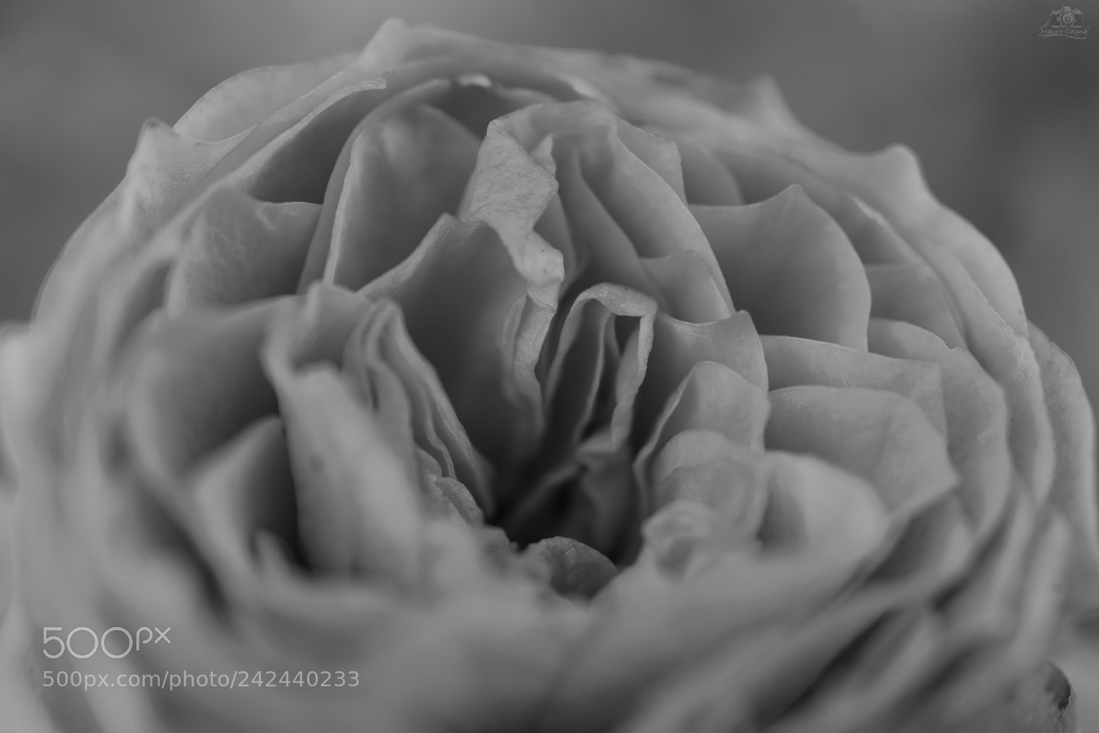 Nikon D800 sample photo. Rosa...nel dettaglio photography