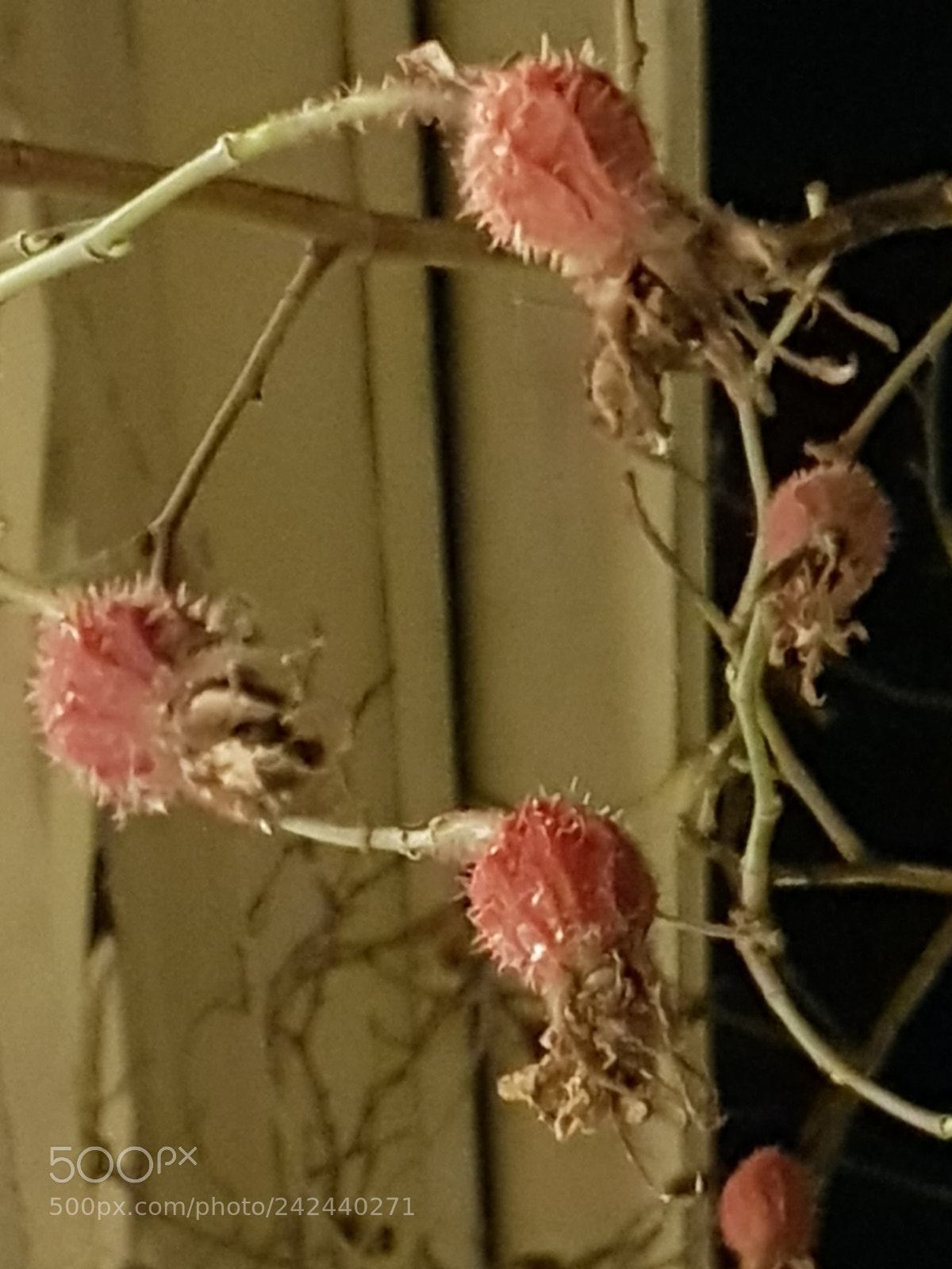 Samsung Galaxy S8 sample photo. Winter roses photography