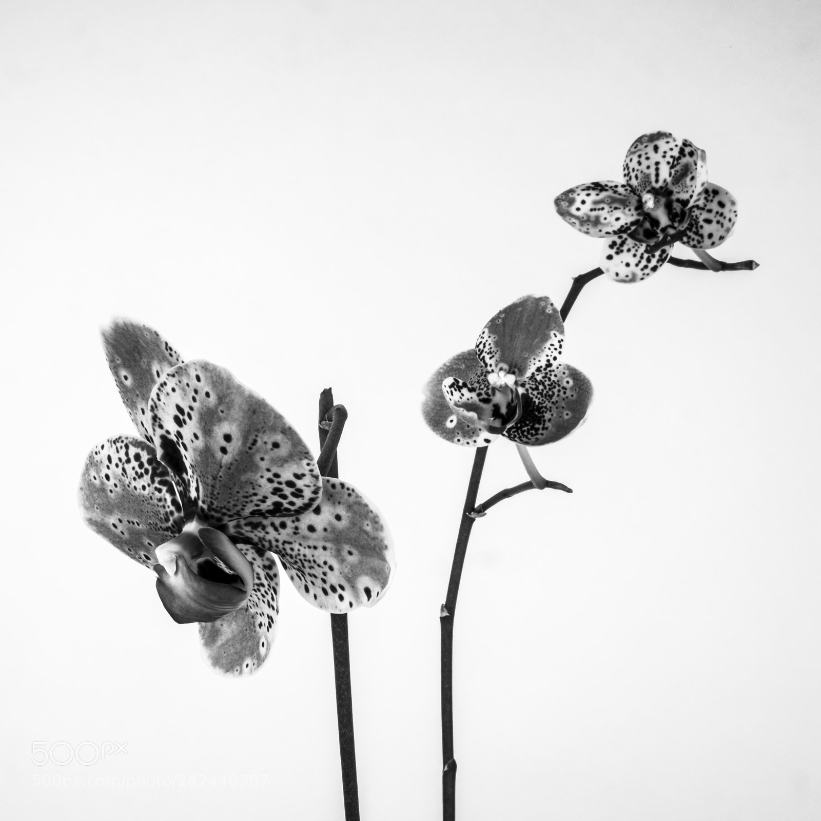 Pentax K-70 sample photo. Orchid photography
