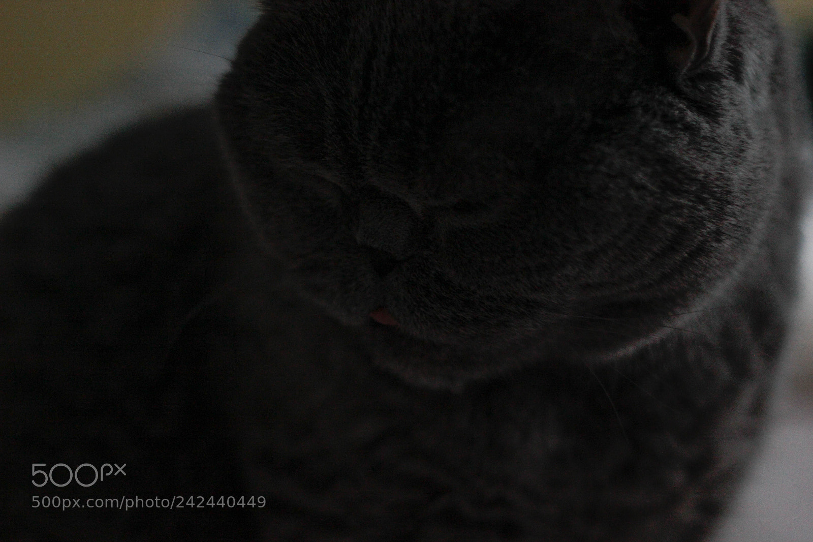 Canon EOS 550D (EOS Rebel T2i / EOS Kiss X4) sample photo. My cat photography