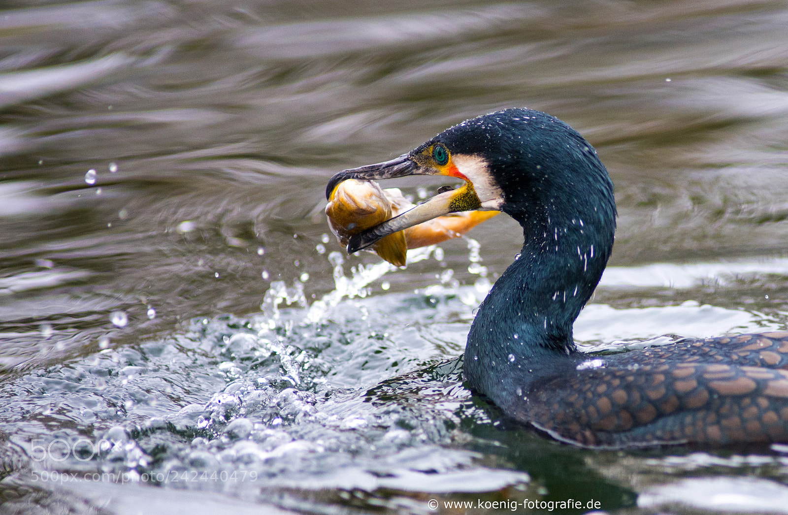 Nikon D600 sample photo. Cormorant fishes photography