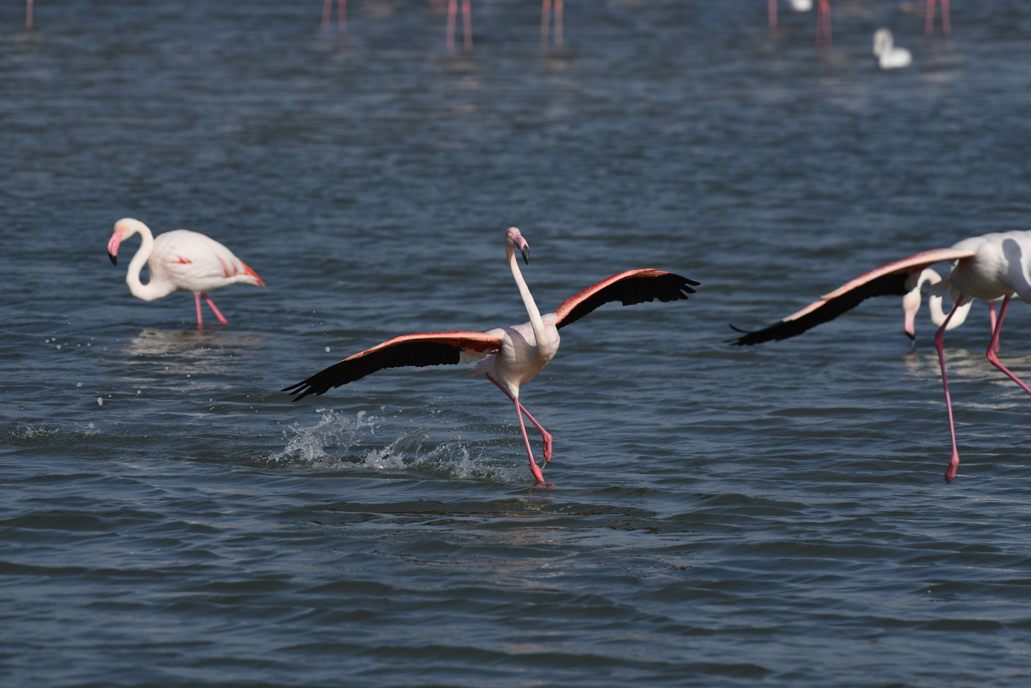 Nikon AF-S Nikkor 200-500mm F5.6E ED VR sample photo. Landing photography