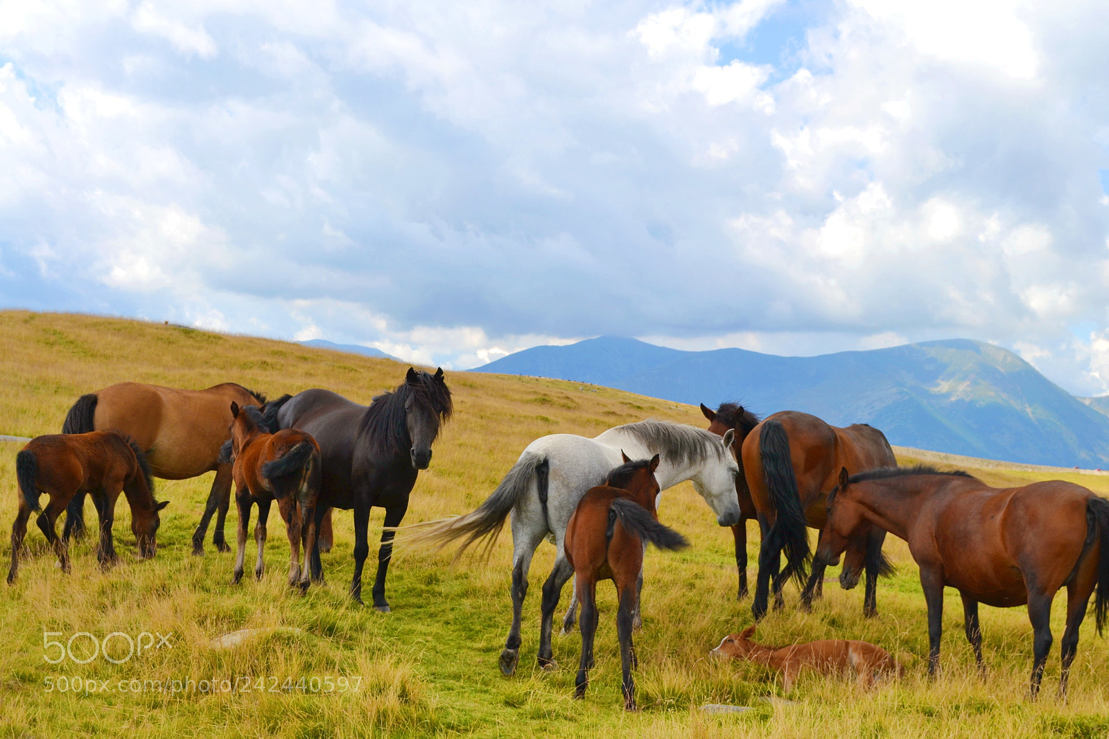 Nikon D3100 sample photo. Free horses photography