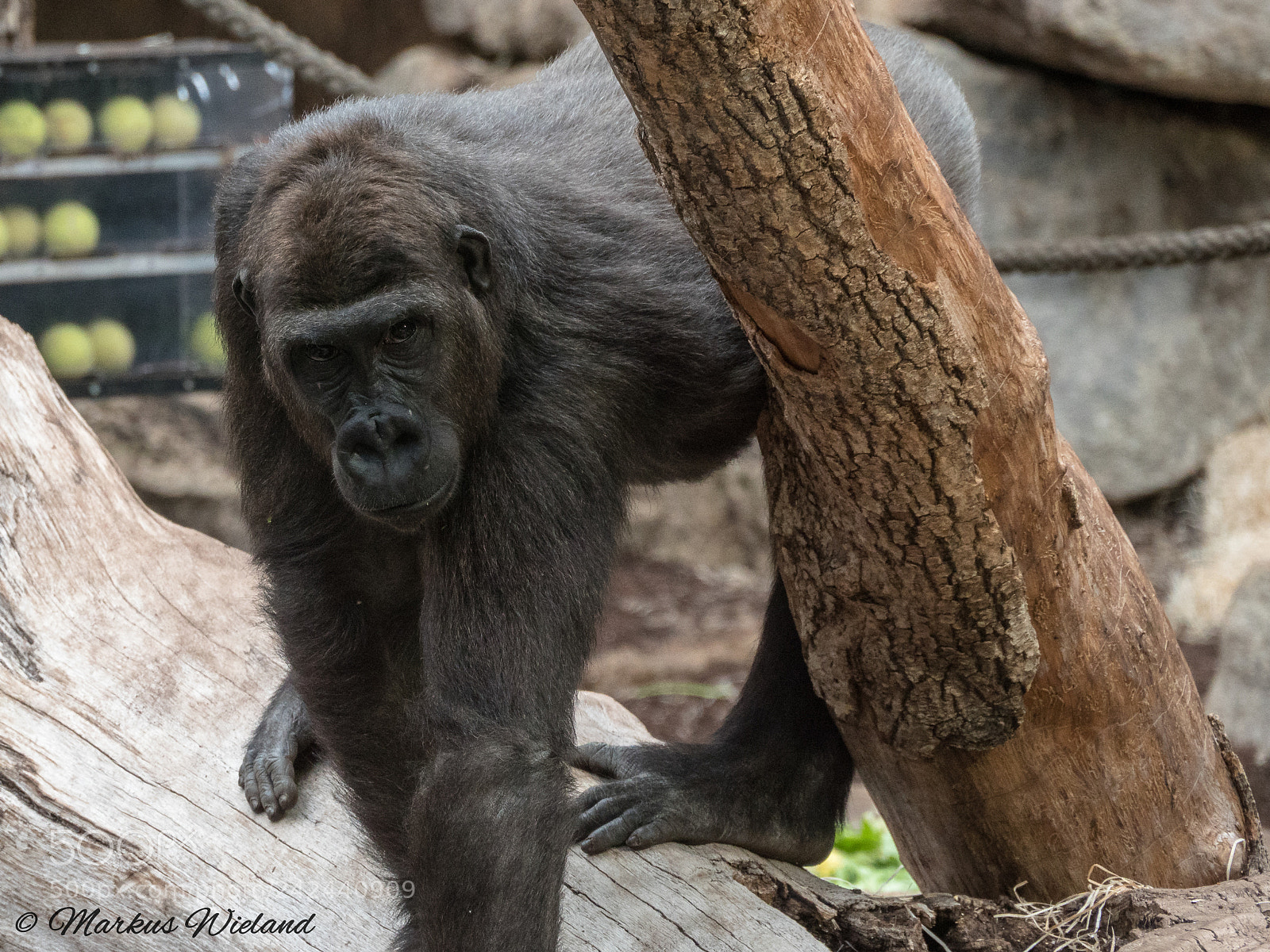 Panasonic Lumix DC-G9 sample photo. Affe im zoo photography