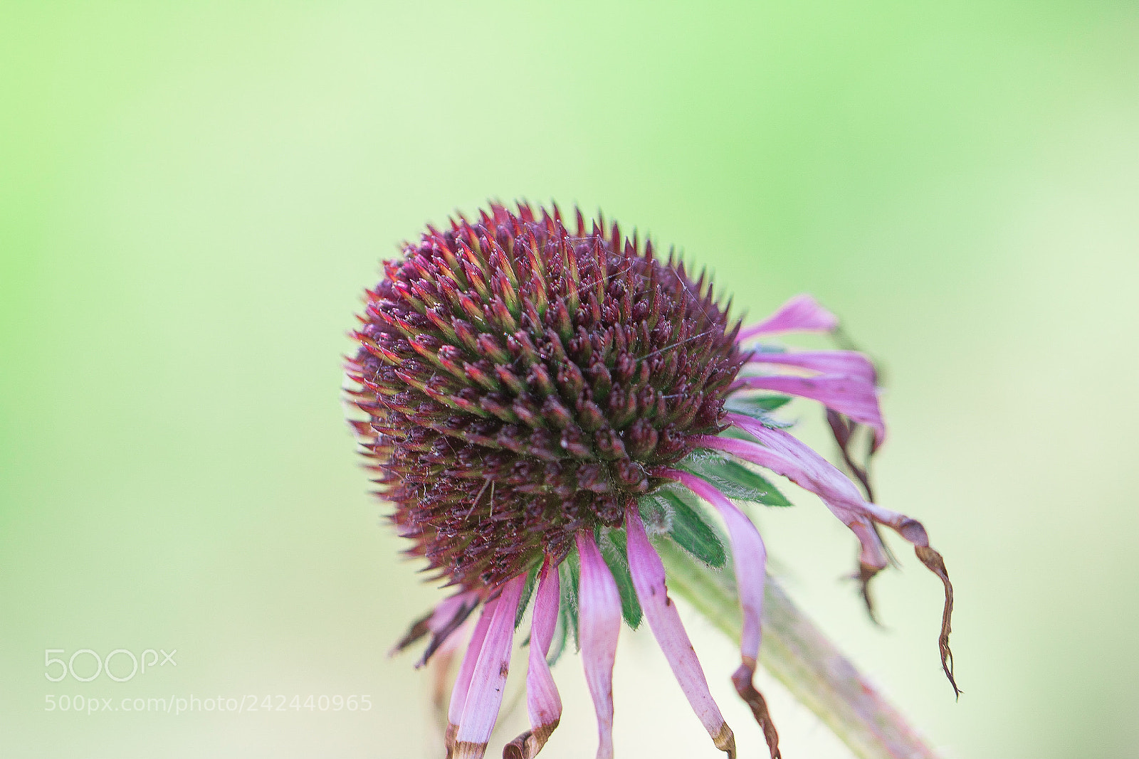 Canon EOS 750D (EOS Rebel T6i / EOS Kiss X8i) sample photo. Macro photography