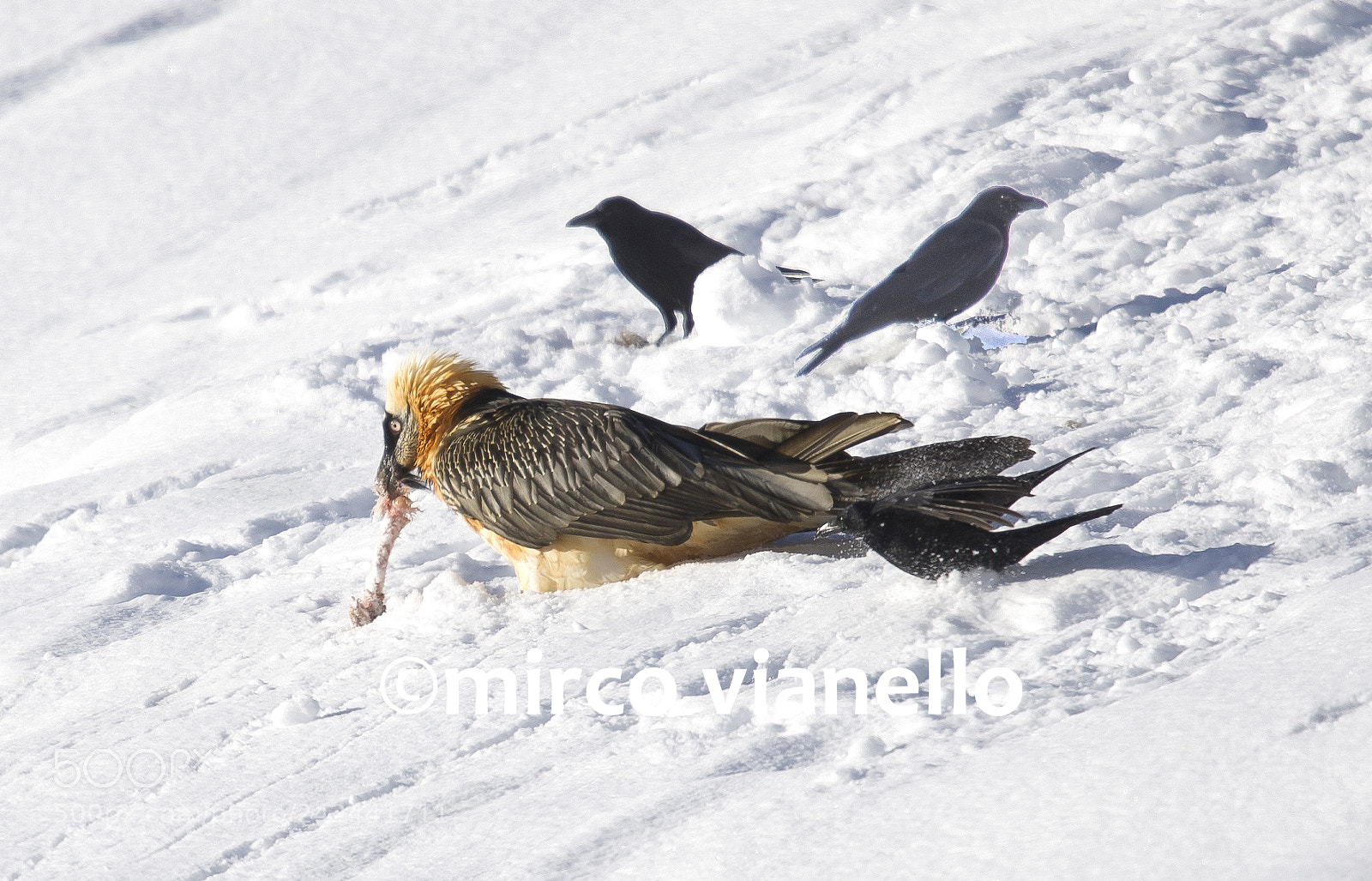 Nikon D3S sample photo. Bearded vulture - the photography