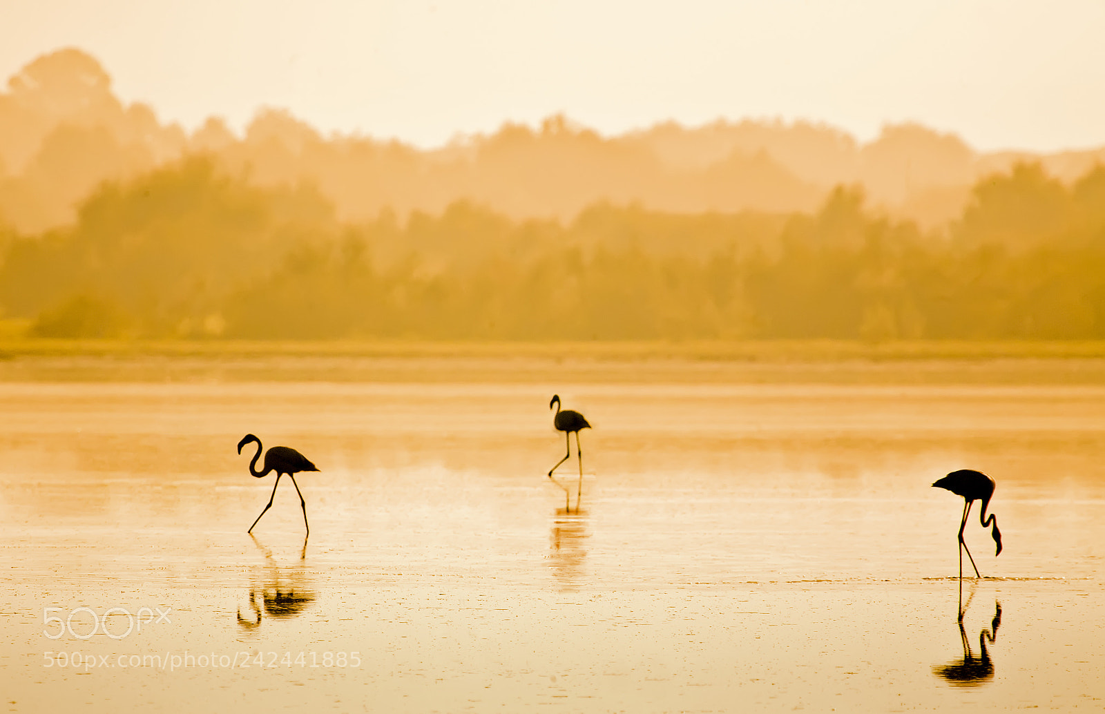 Canon EOS 5D sample photo. Flamingos photography