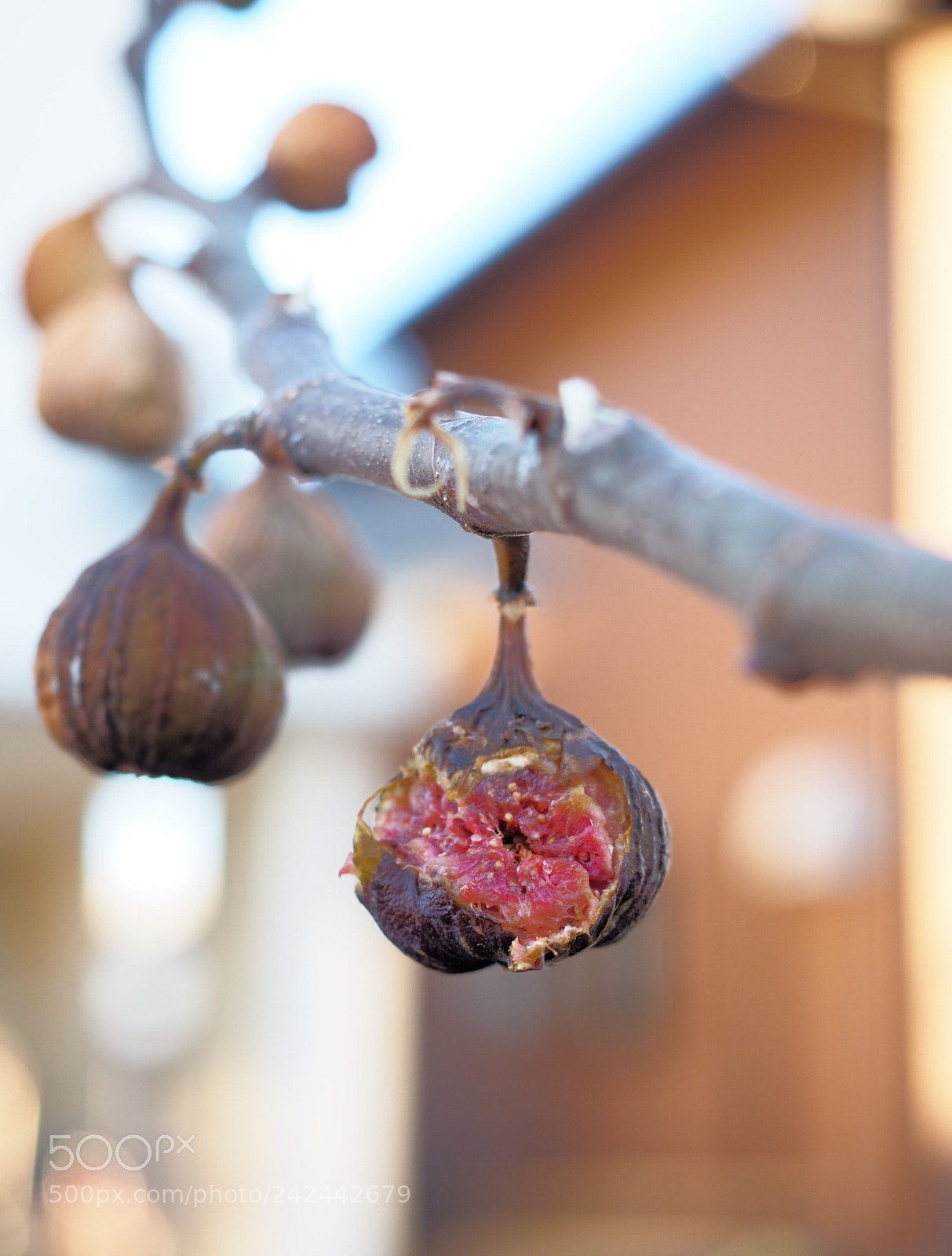 Olympus OM-D E-M10 II sample photo. Fig tree branch photography