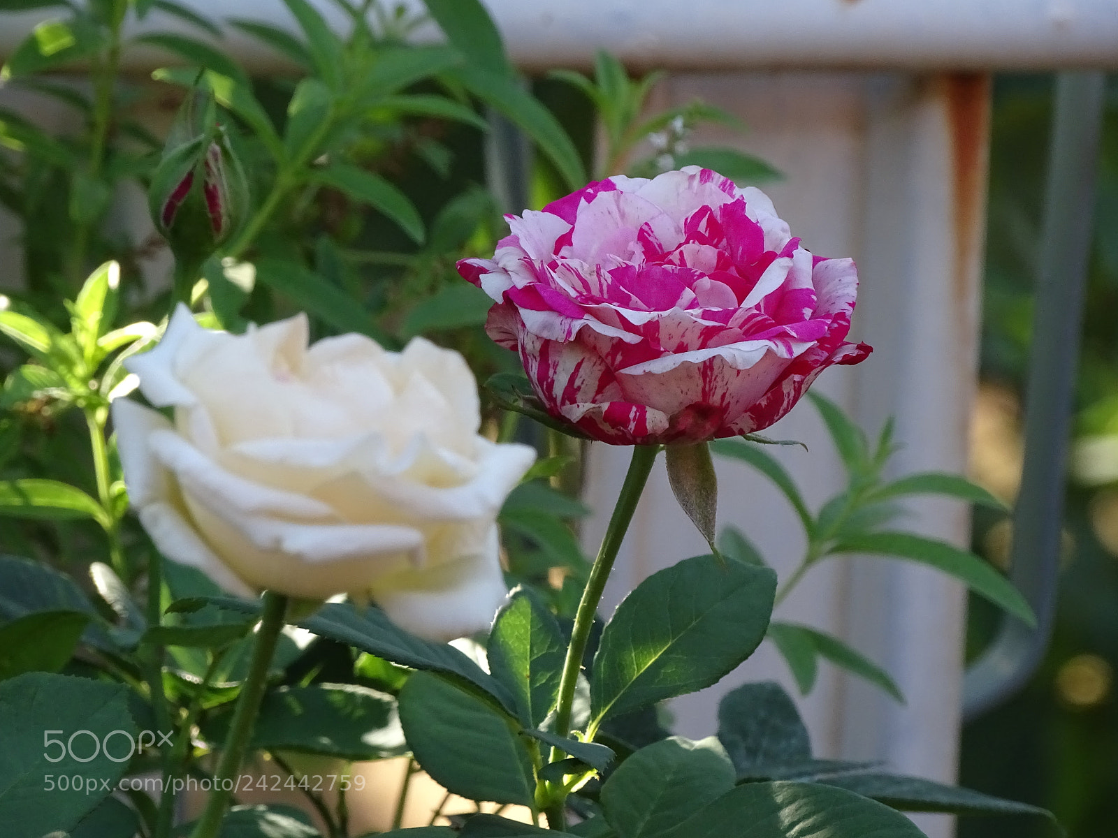 Sony Cyber-shot DSC-HX400V sample photo. Dsc photography