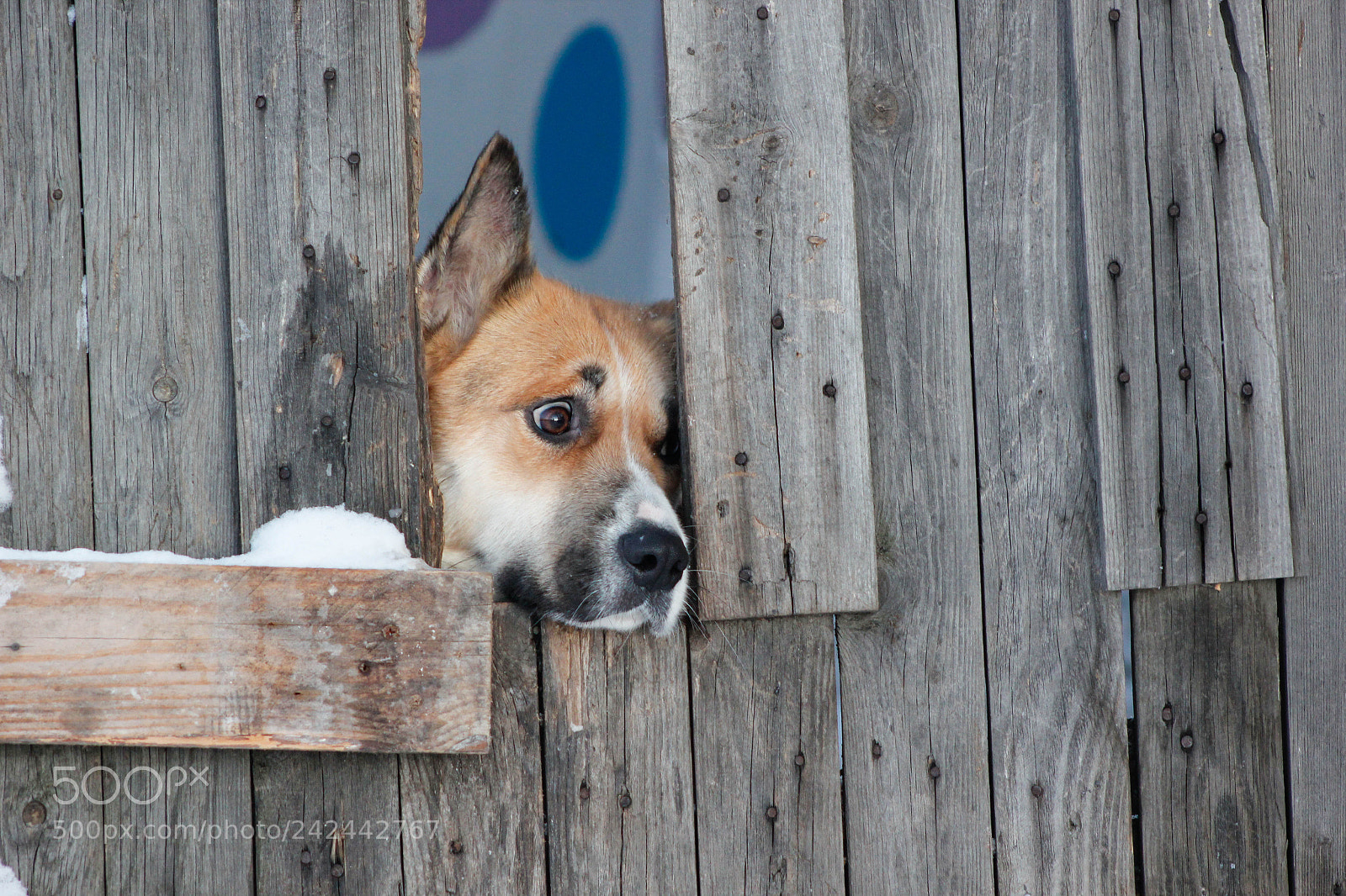 Canon EOS 550D (EOS Rebel T2i / EOS Kiss X4) sample photo. Dog photography