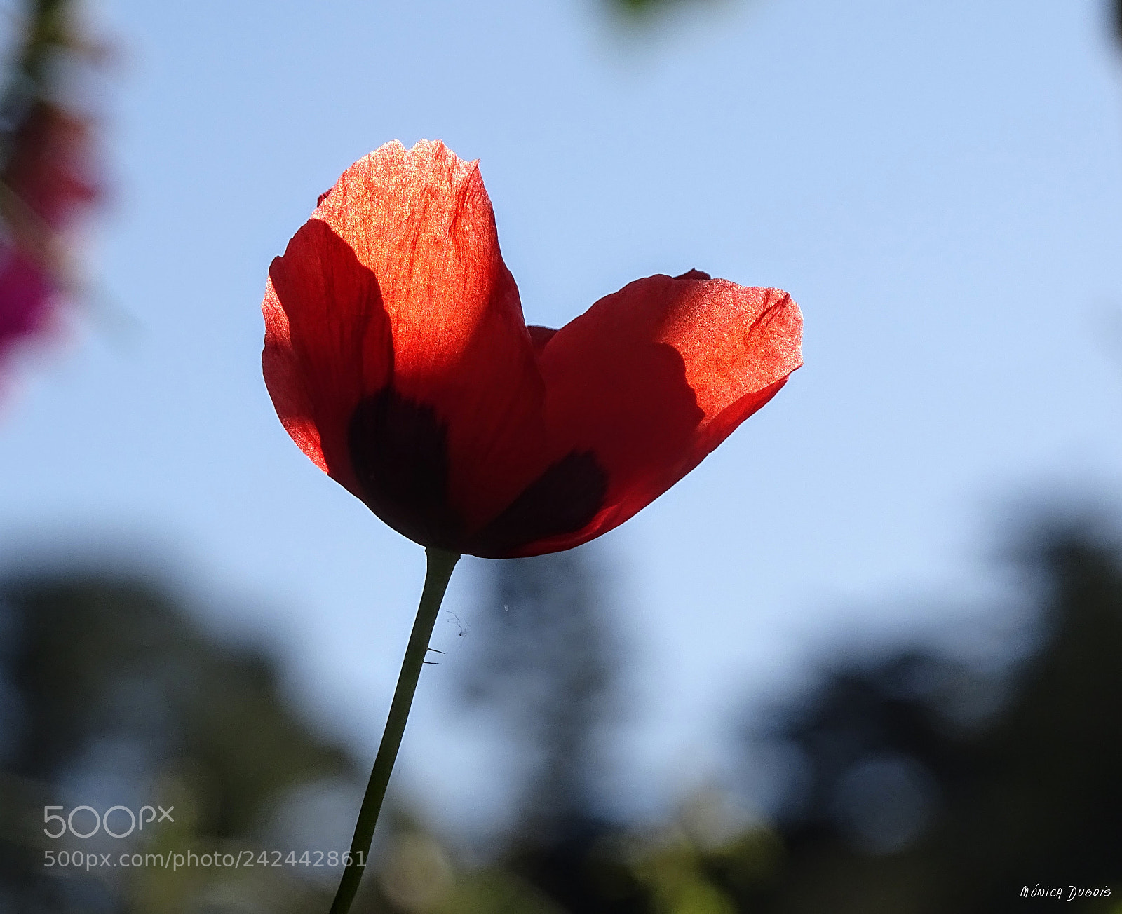 Sony Cyber-shot DSC-HX400V sample photo. Flor a tras luz photography