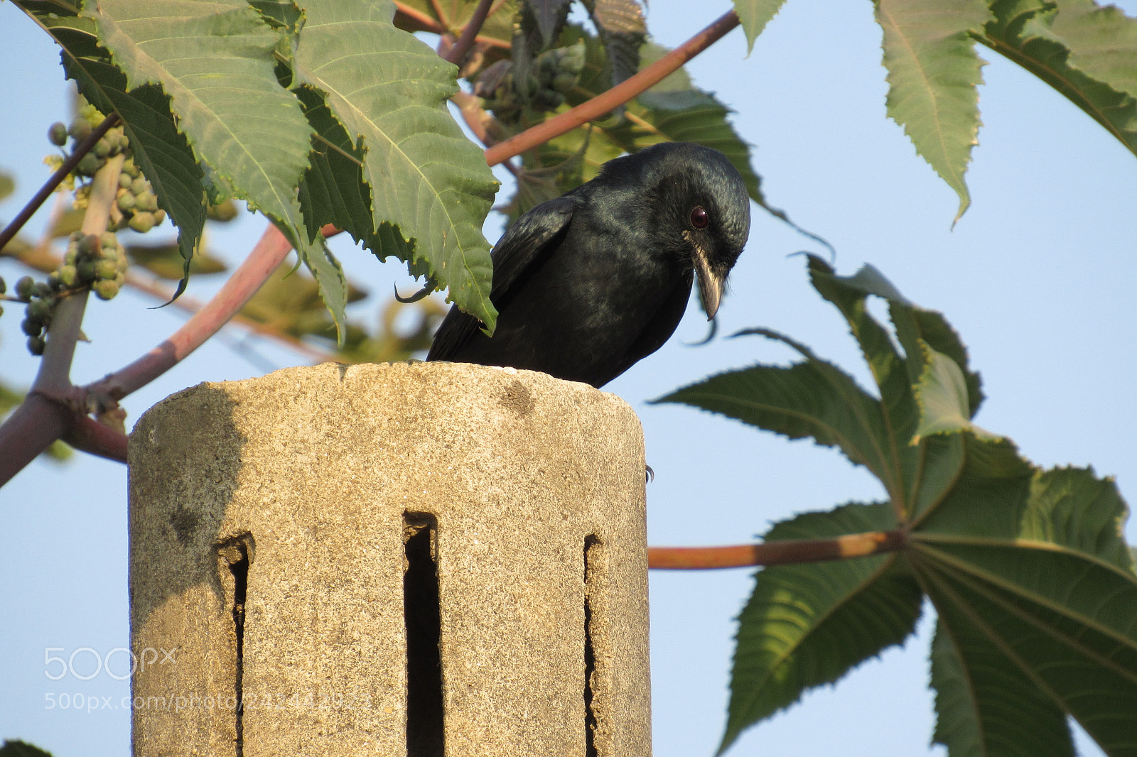 Canon PowerShot SX520 HS sample photo. Dark black bird photography
