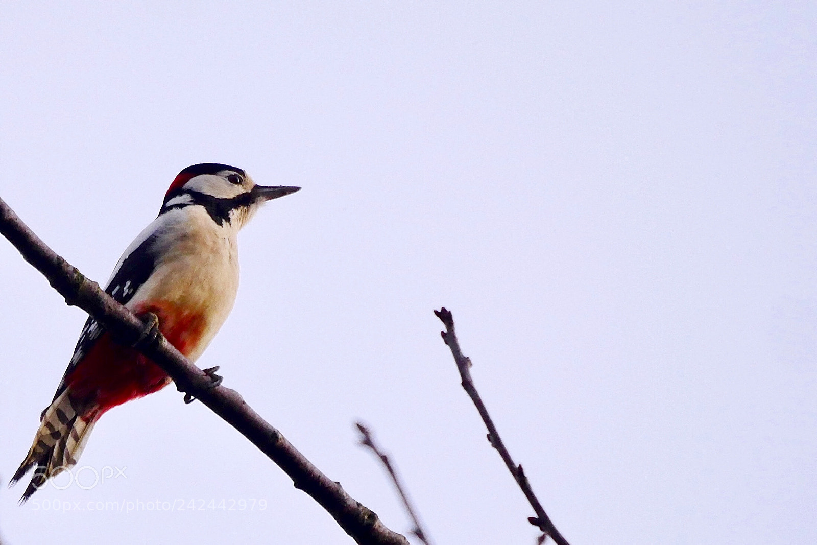 Panasonic Lumix DMC-GX8 sample photo. Great spottend woodpecker photography
