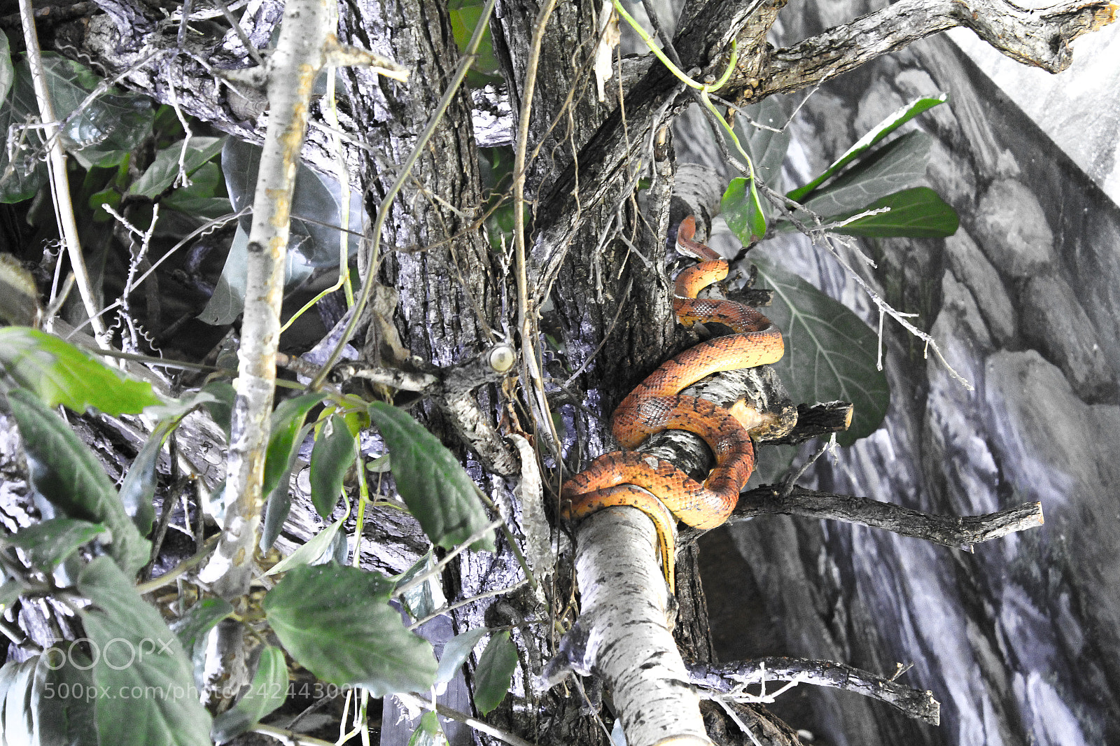 Canon EOS 60D sample photo. Snake photography