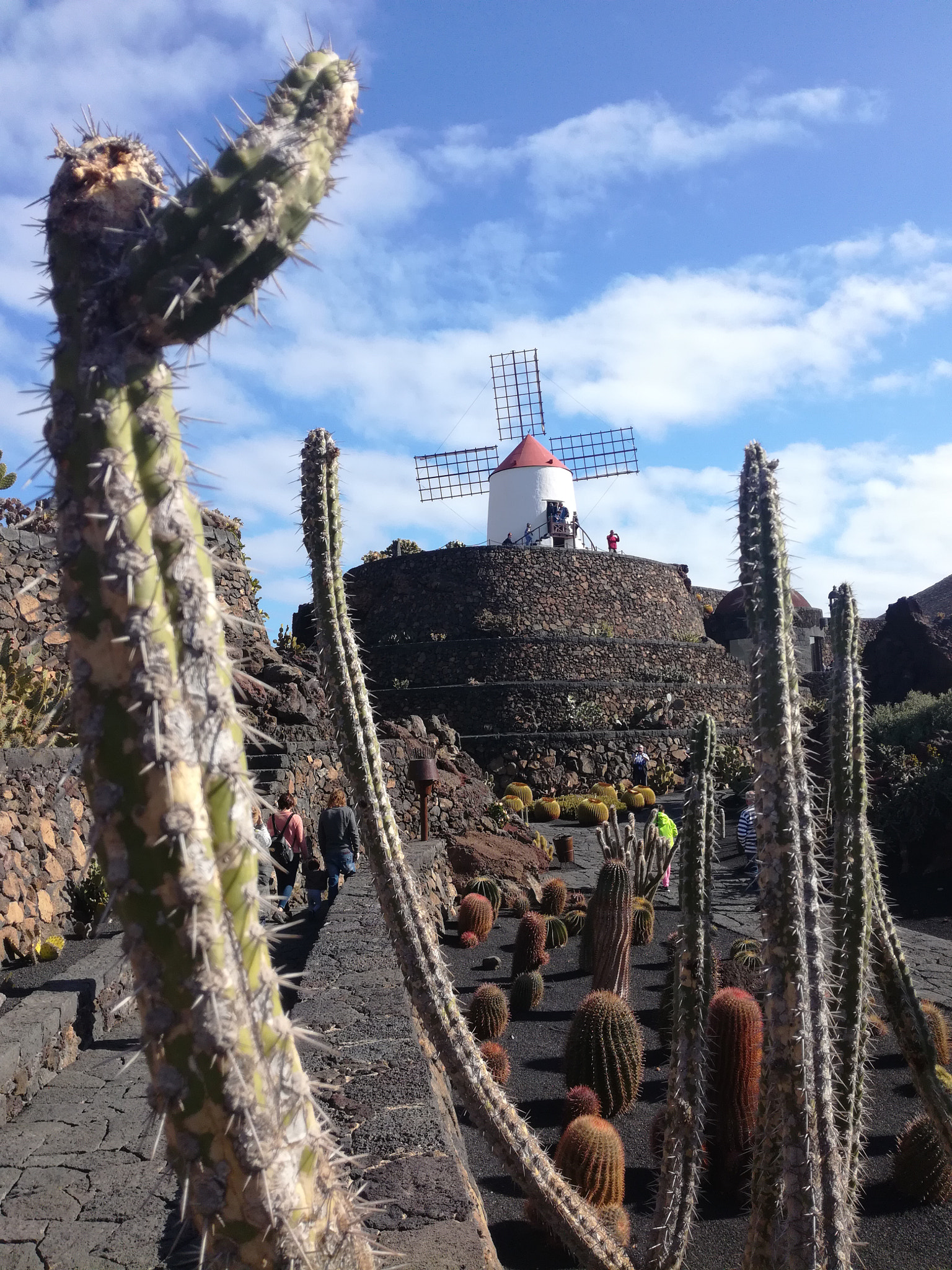 HUAWEI Honor 5C sample photo. The cactus garden photography