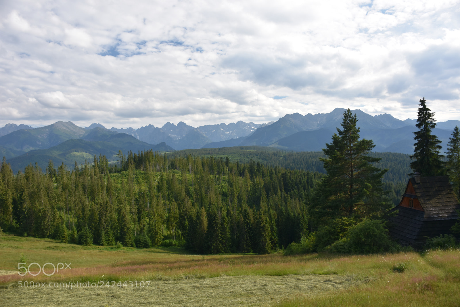 Nikon D7200 sample photo. Walking photography