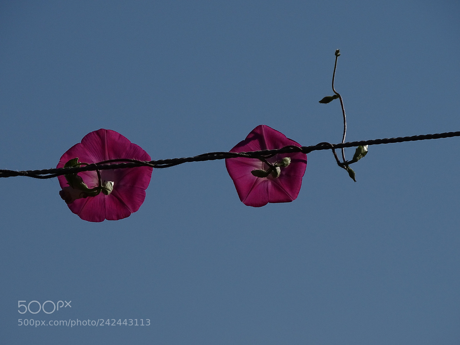 Sony Cyber-shot DSC-HX400V sample photo. Dsc photography